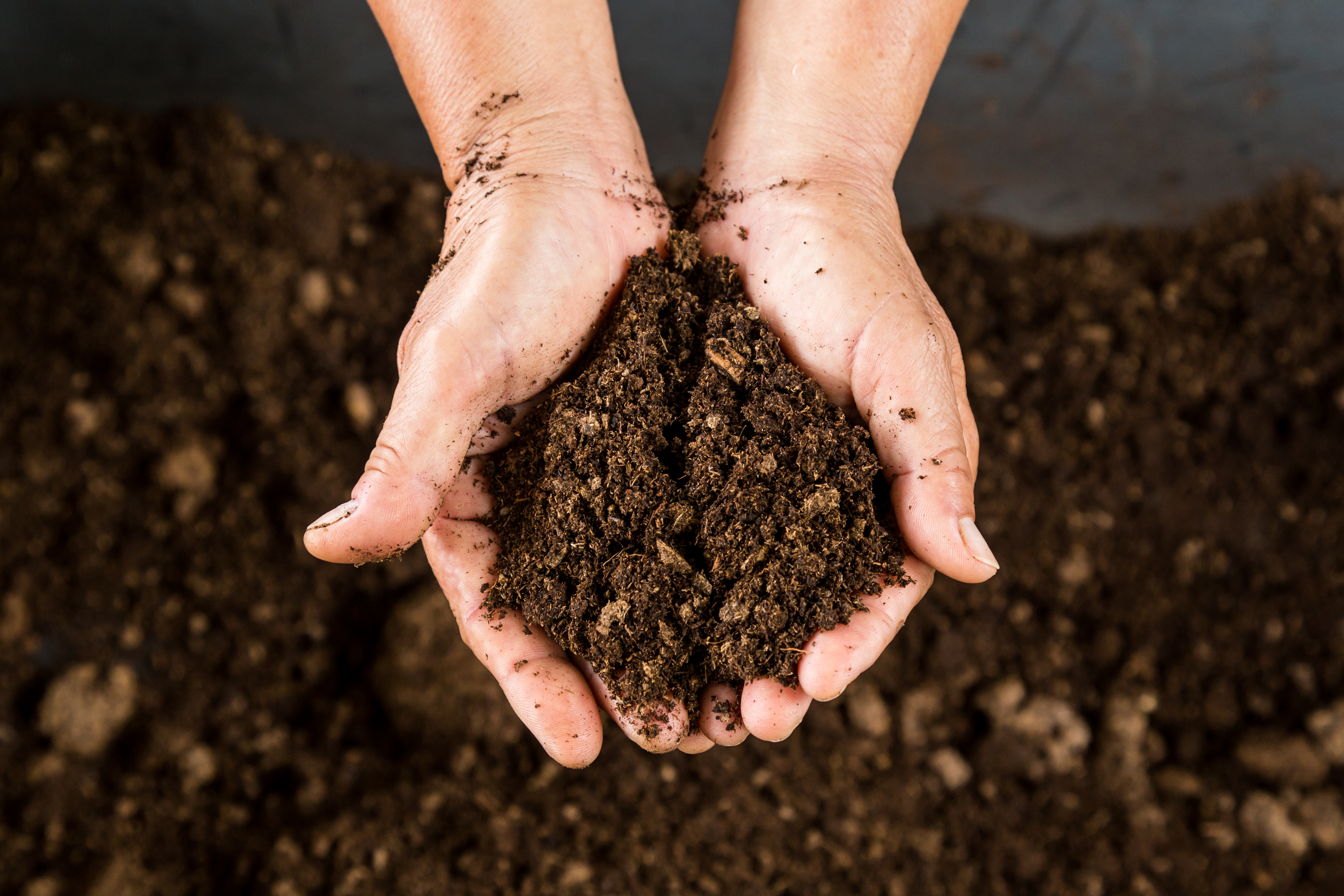 Soil Types In Temperate Deciduous Forests