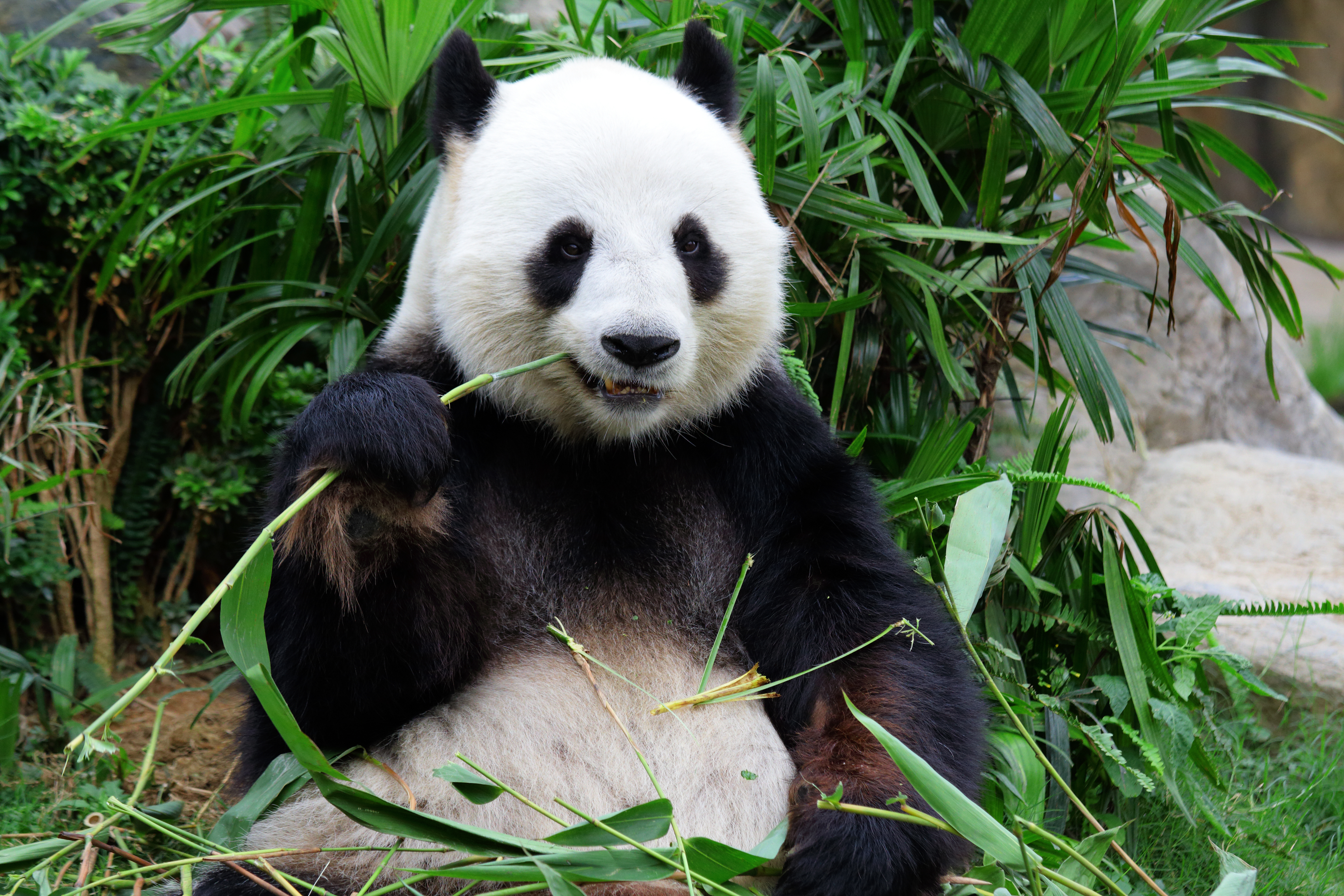 giant panda in natural habitat