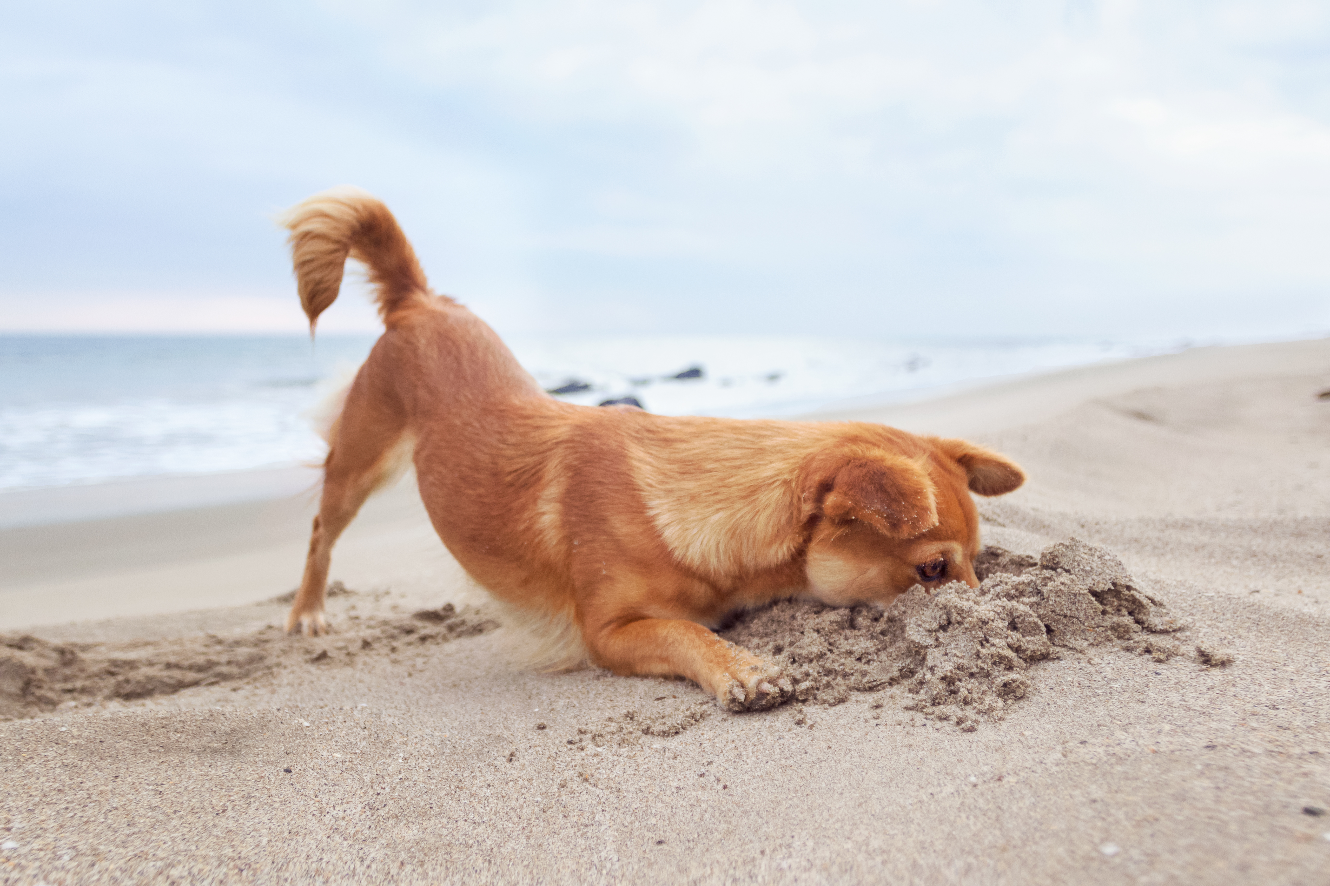 are dogs allowed at point beach