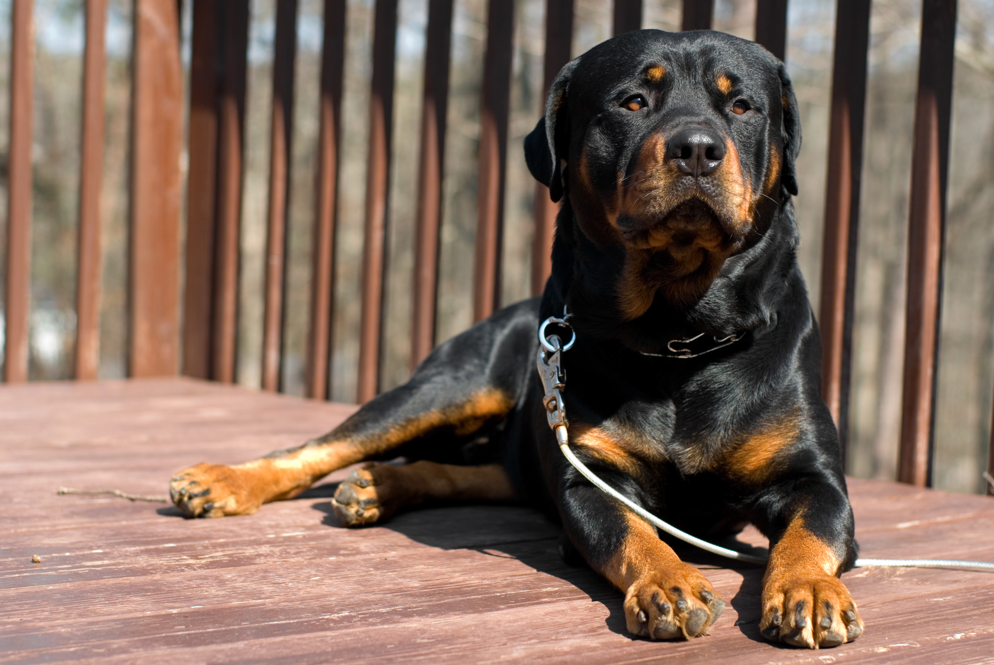 rottweiler police dog training