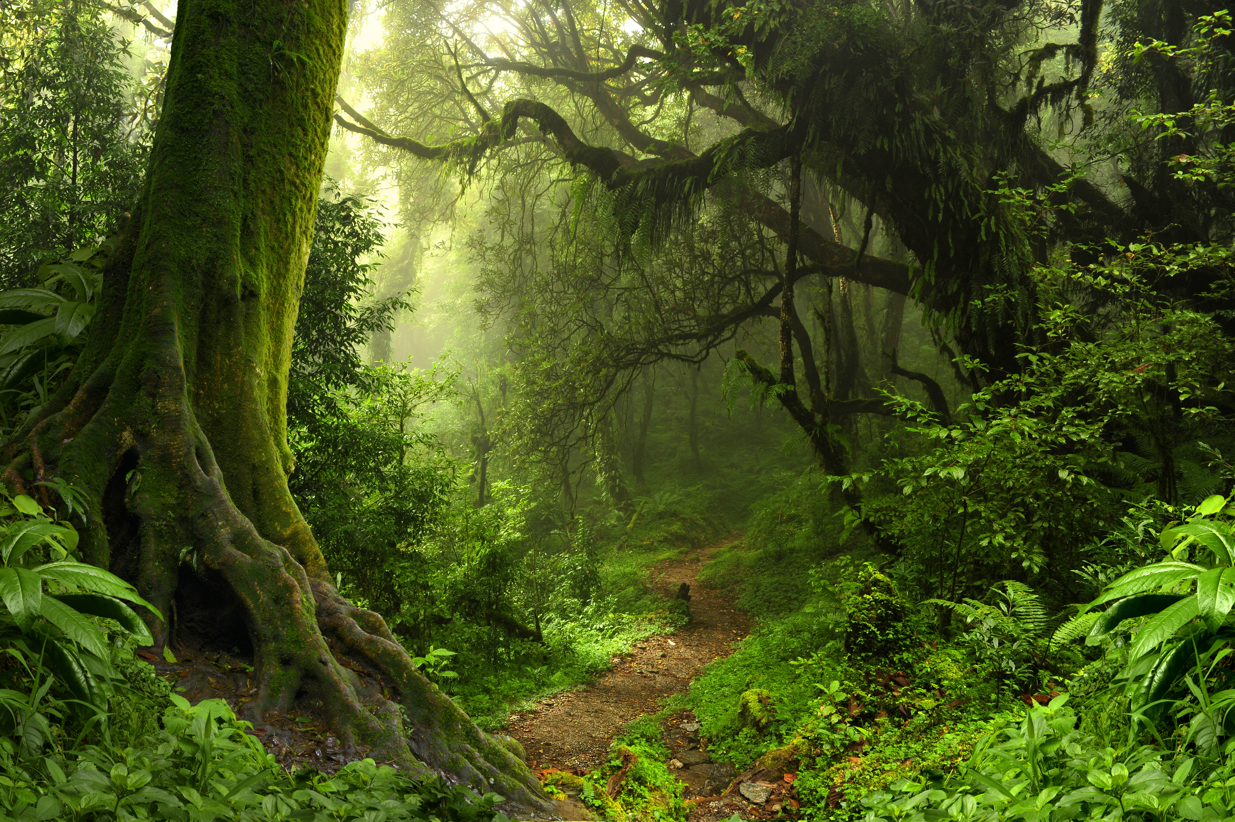 rainforest trees