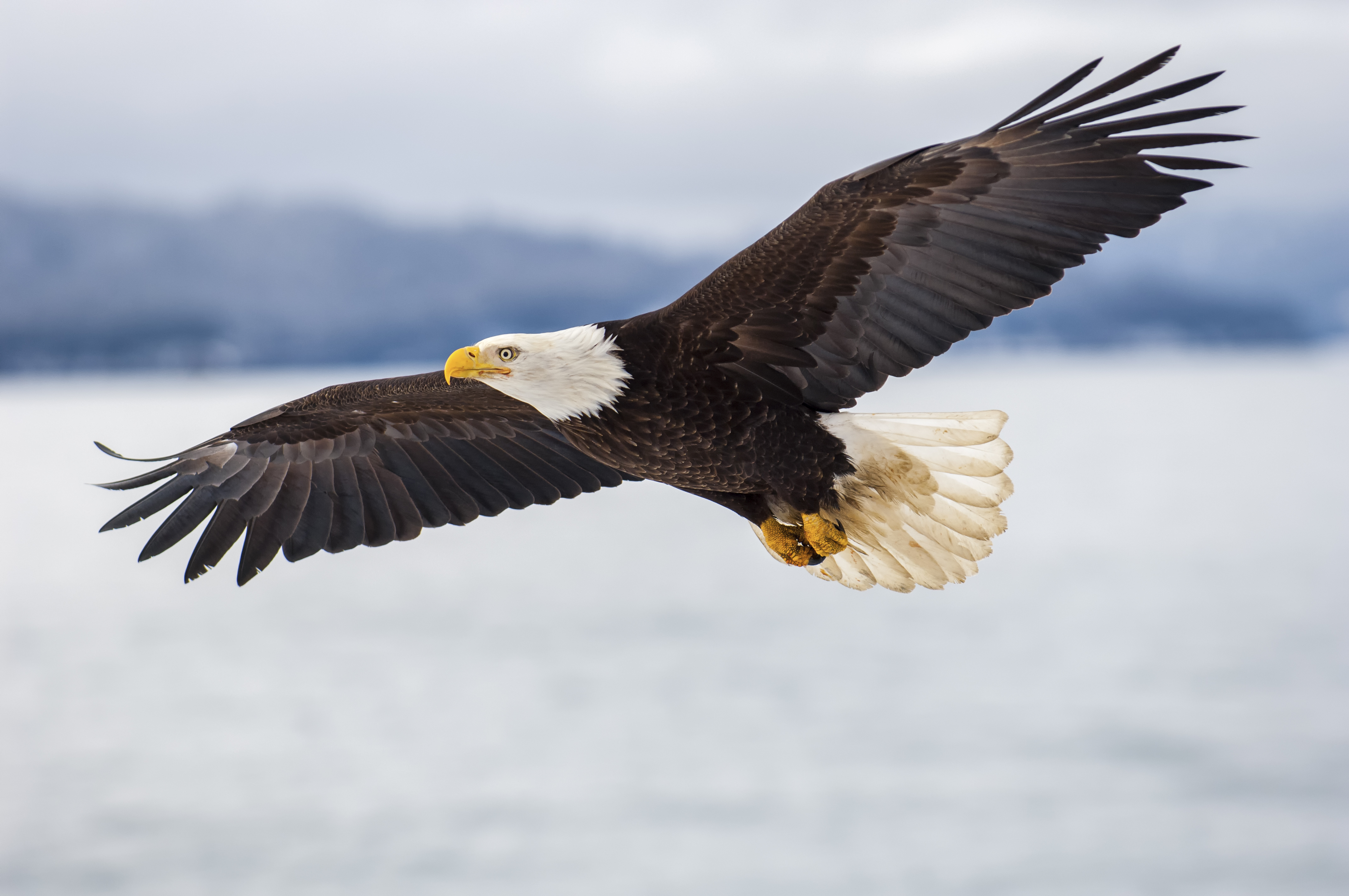 young bald eagle facts