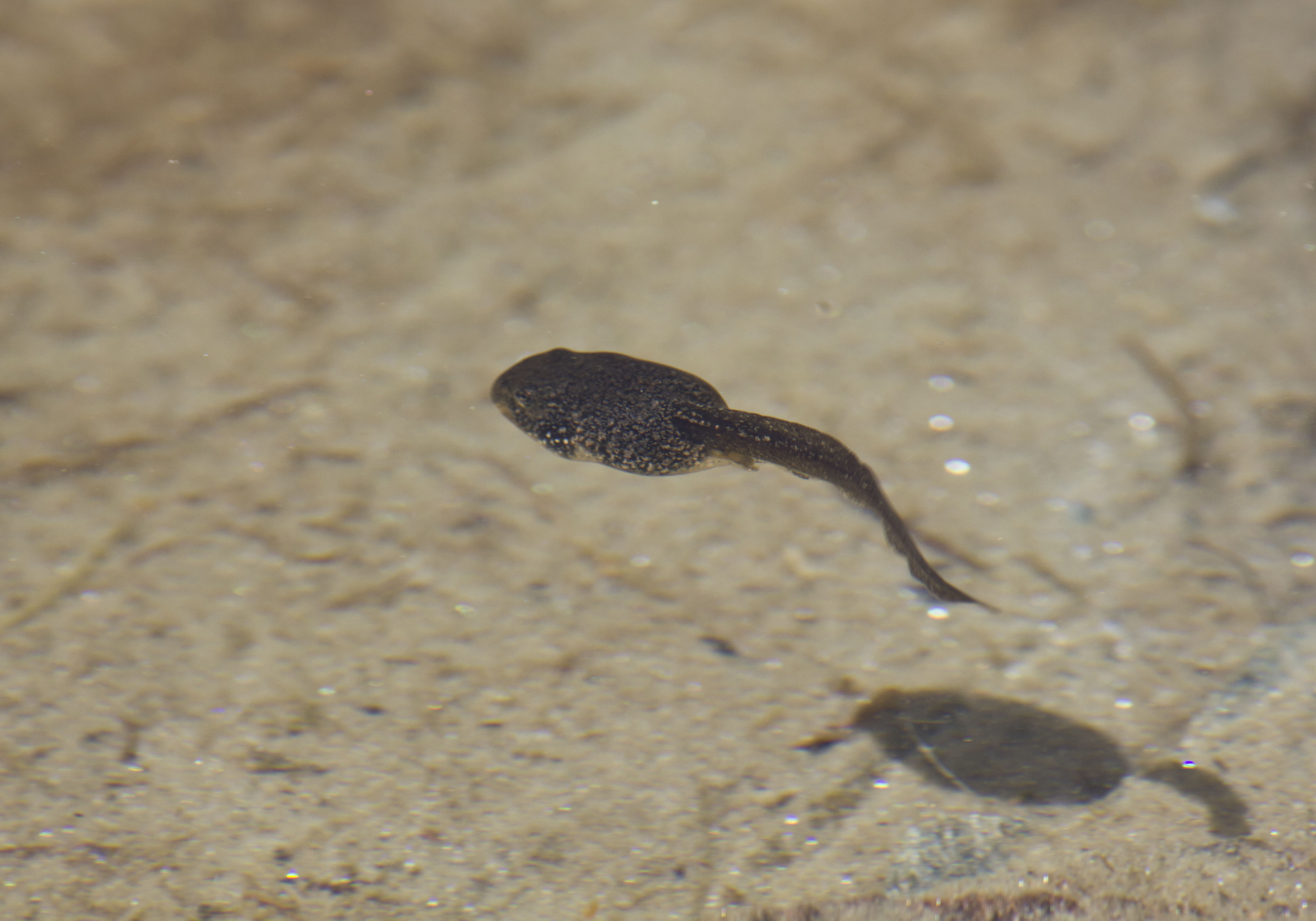 Tadpole Food - Early Stage