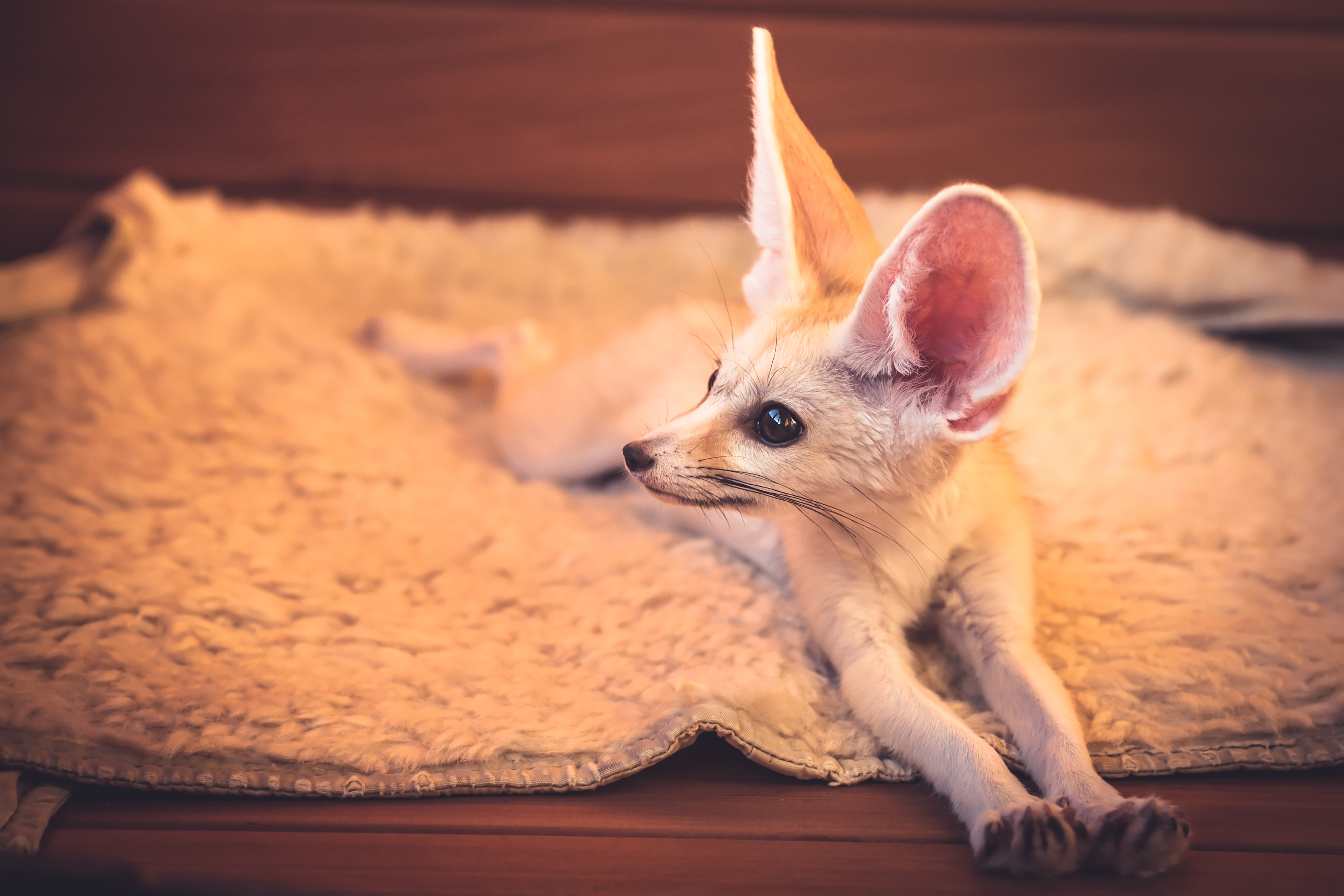 fennec fox pet