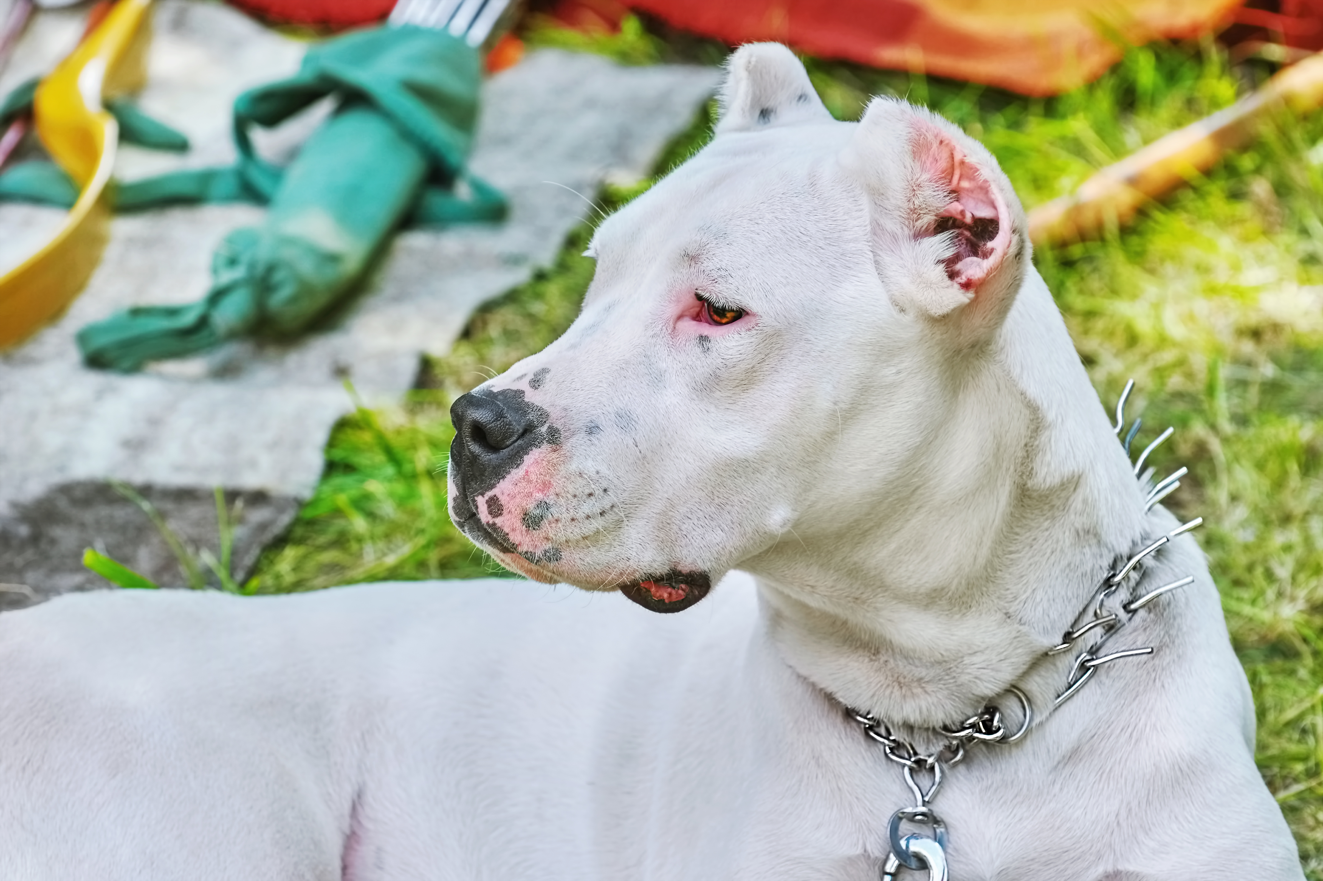 Using a choke chain to train a clearance dog