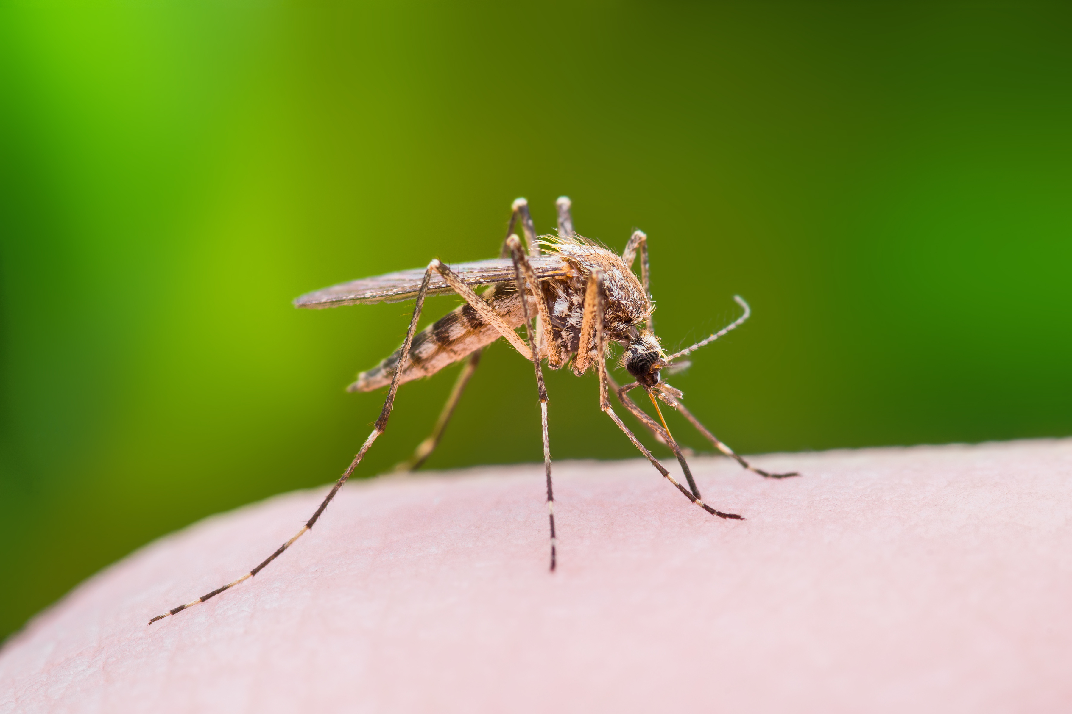 Difference Between Mosquito & Sand Fly Bites