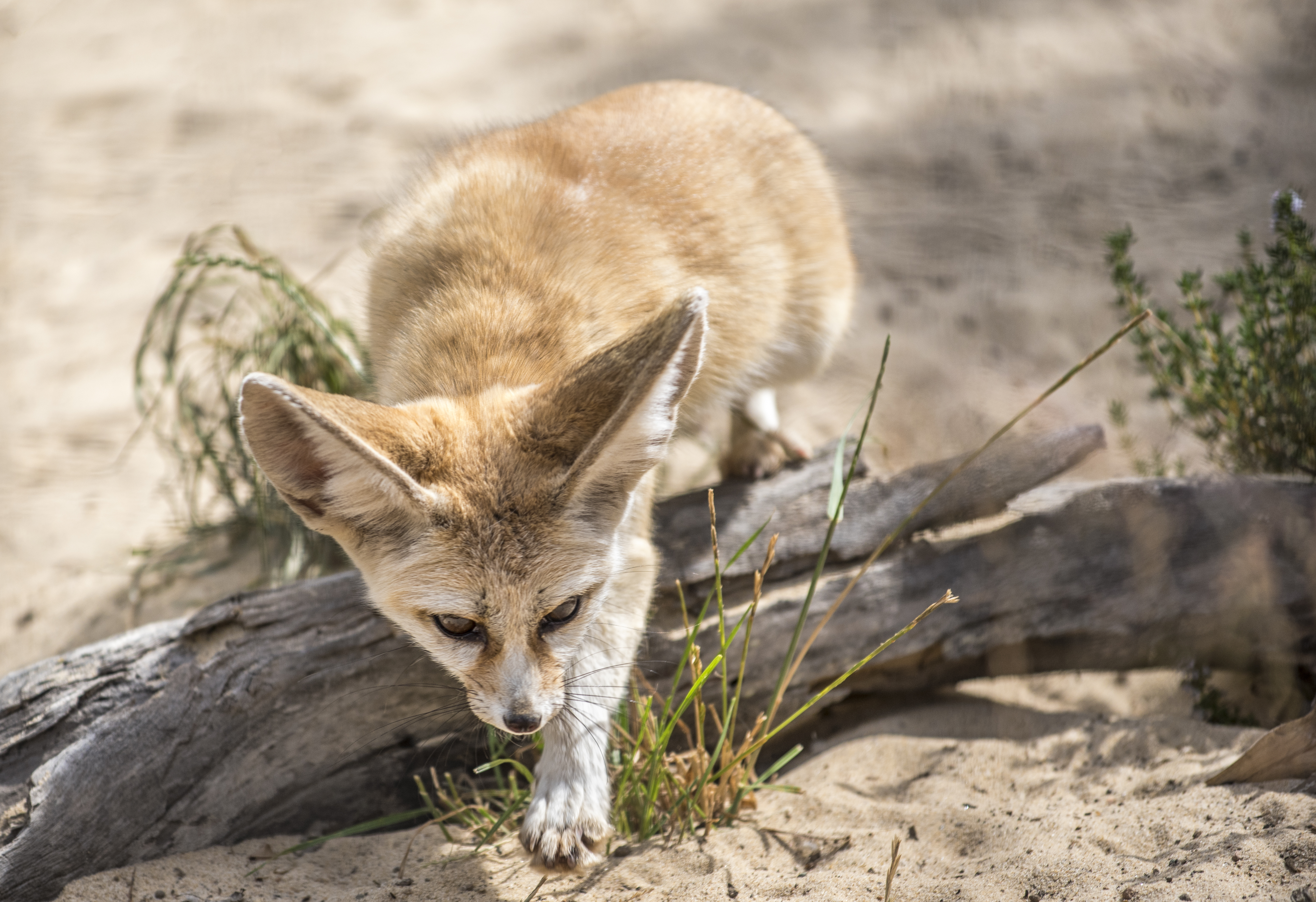 desert animals with names and pictures