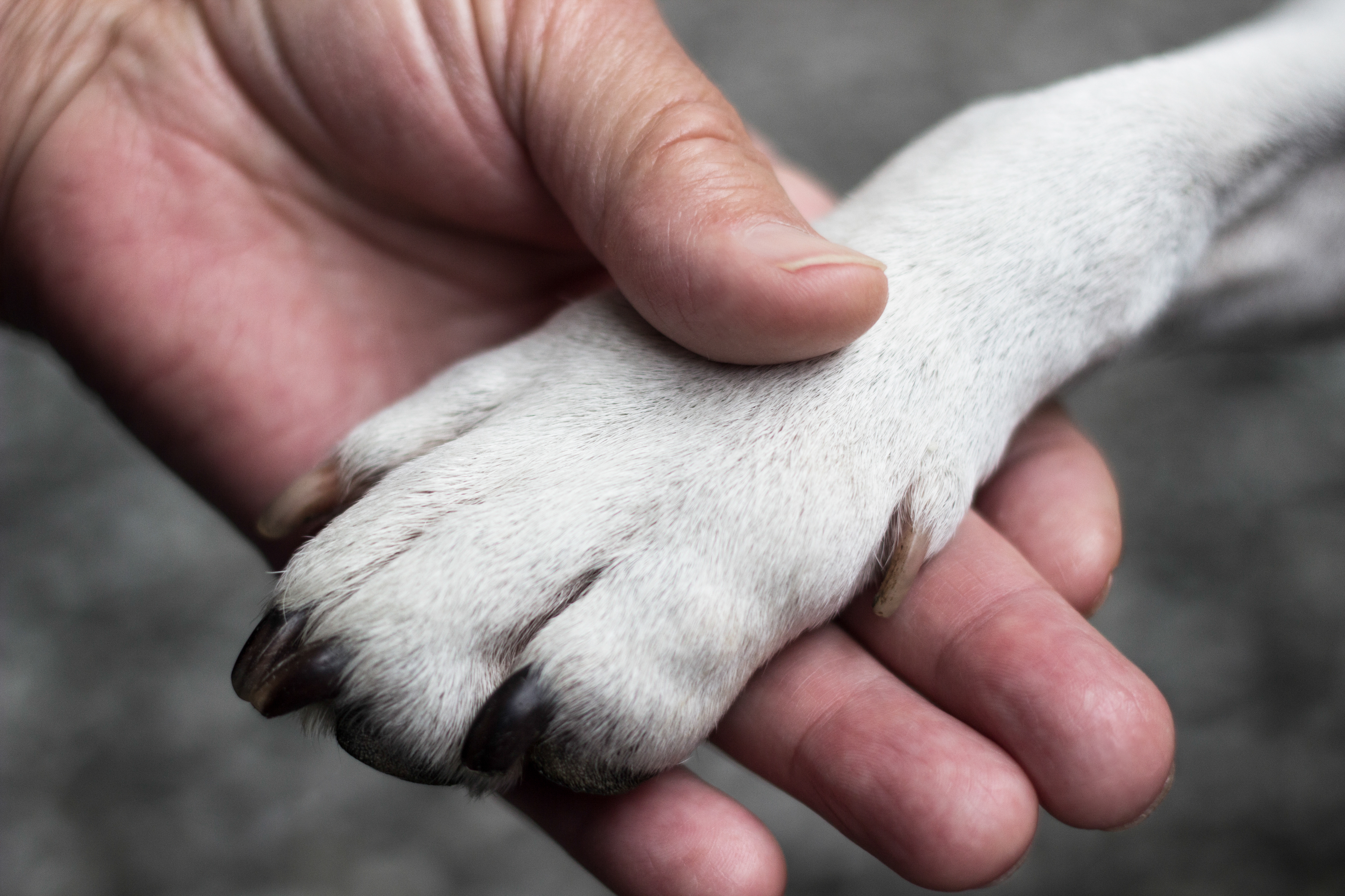 Feet dog. Лапка щенка. Лапа собаки. Лапа пса.