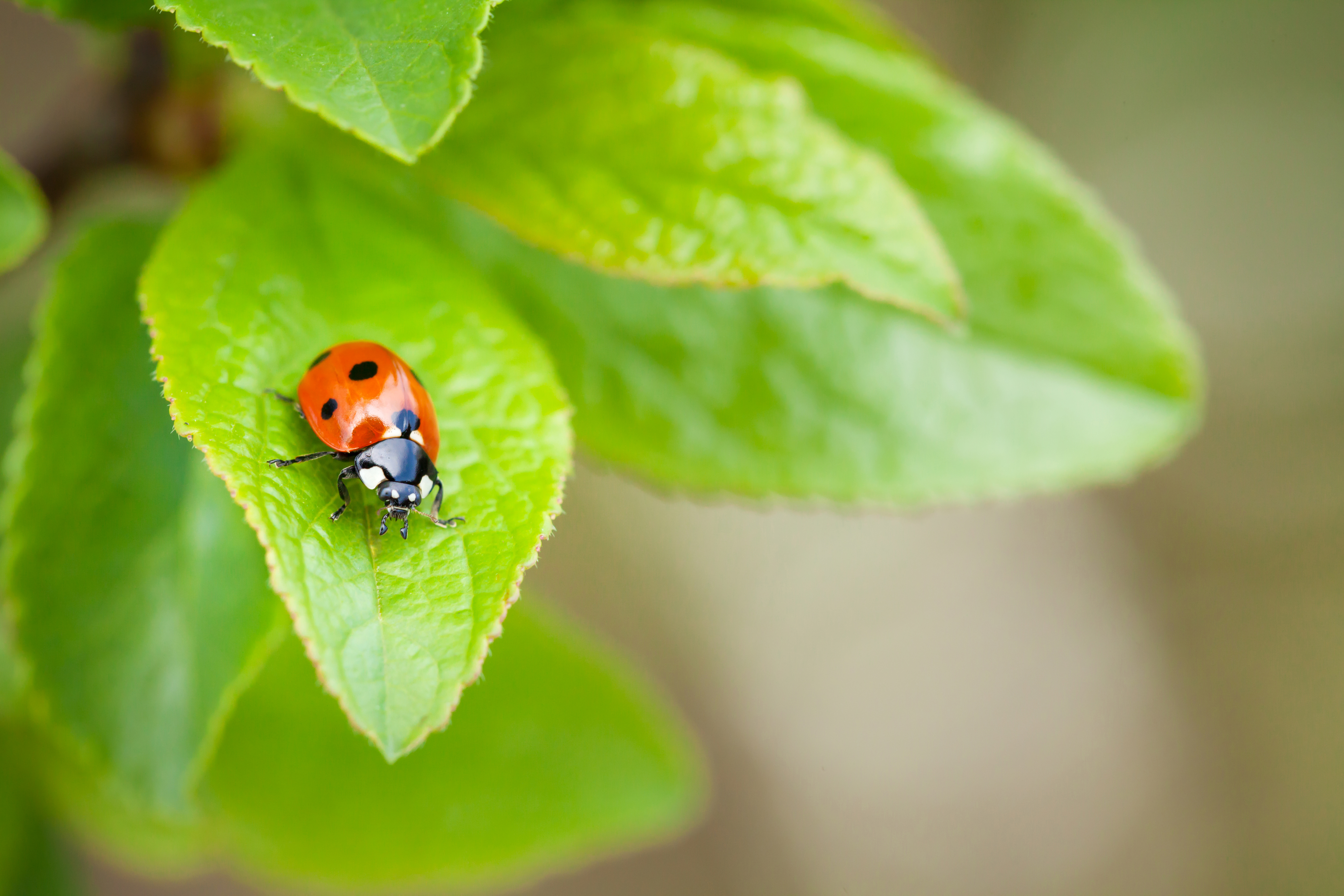 ladybug laying eggs