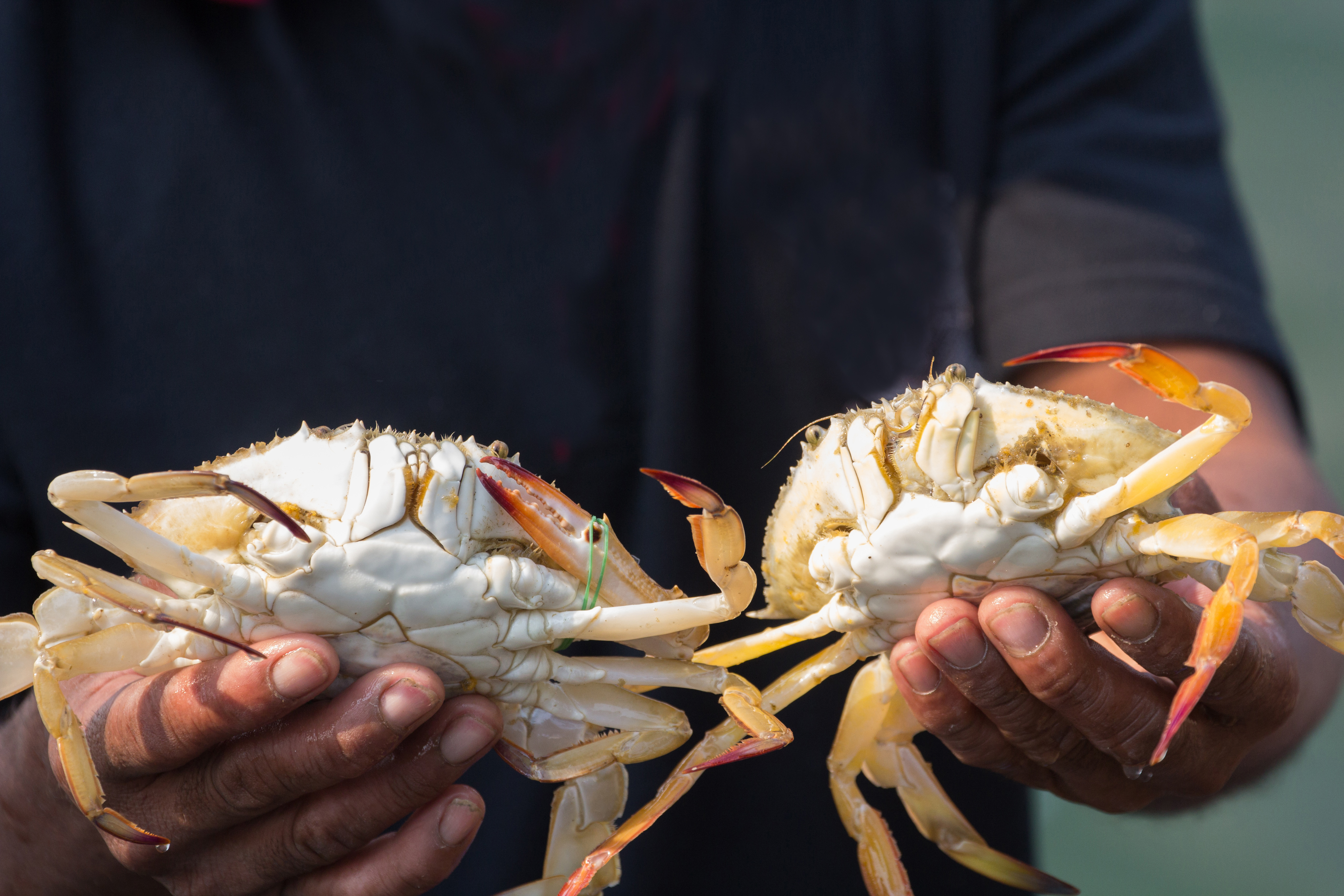 Fancy catching crabs? Top crabbing and crab racing tips!