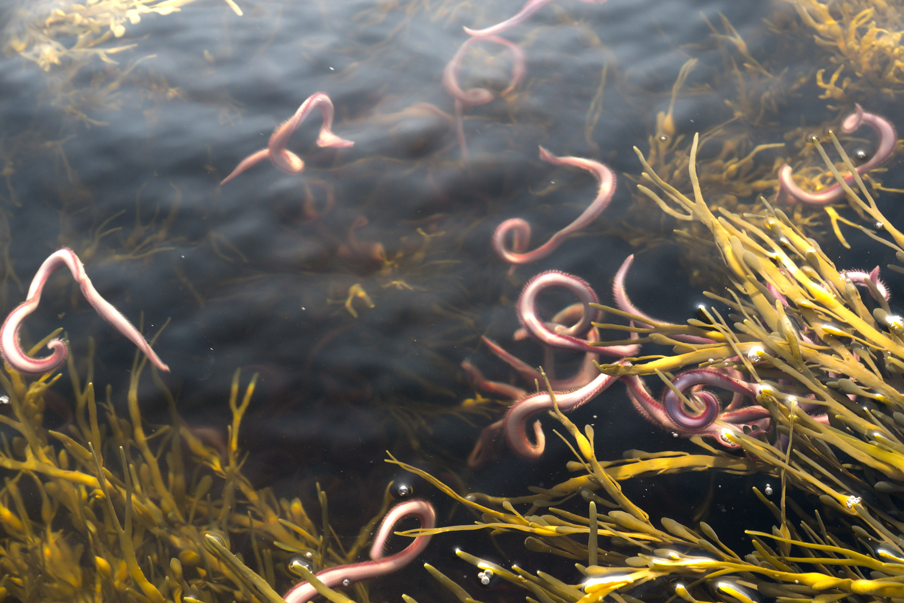 Bloodworms shop in pond