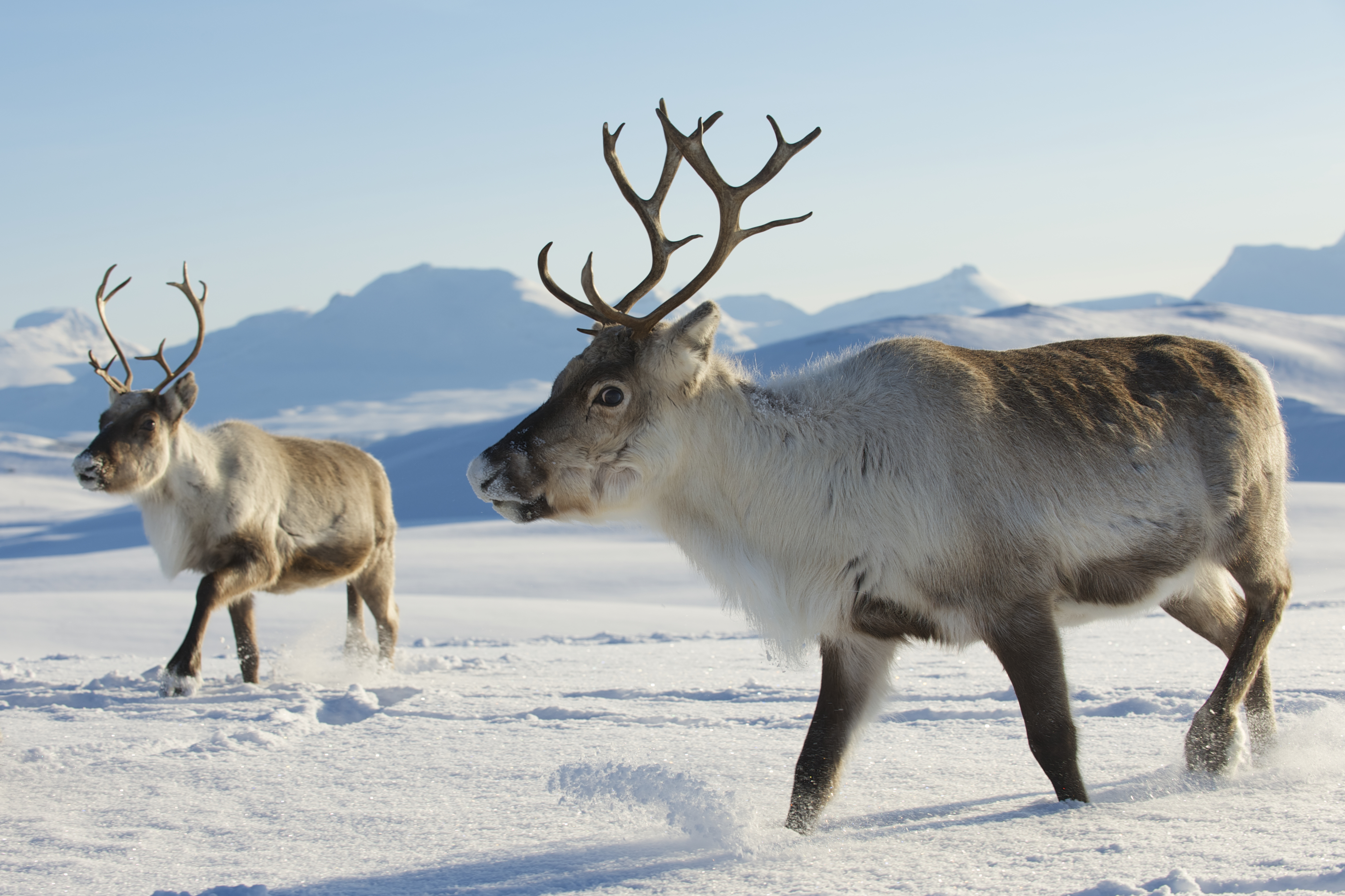 alpine tundra animal life