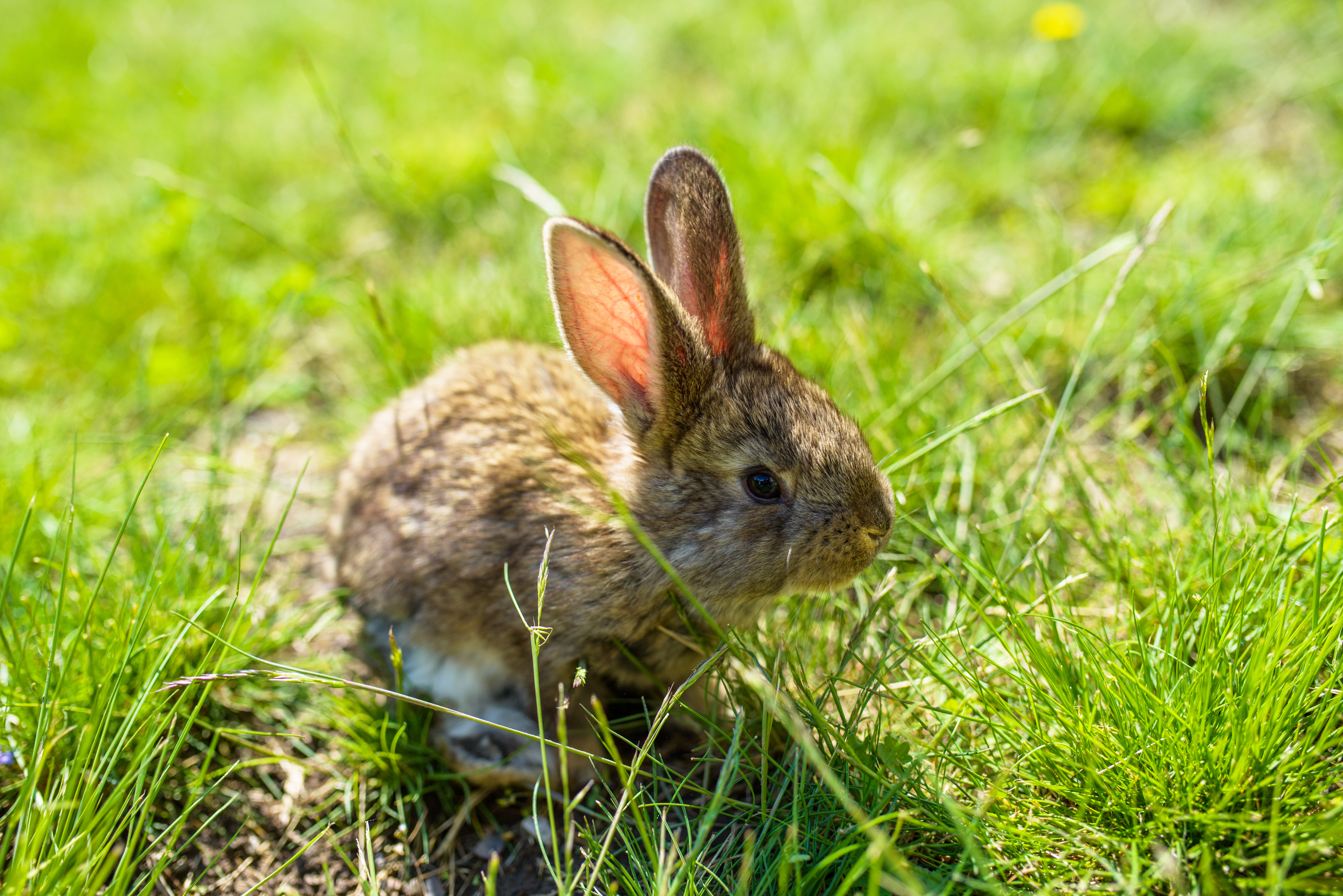 caring for orphaned bunnies