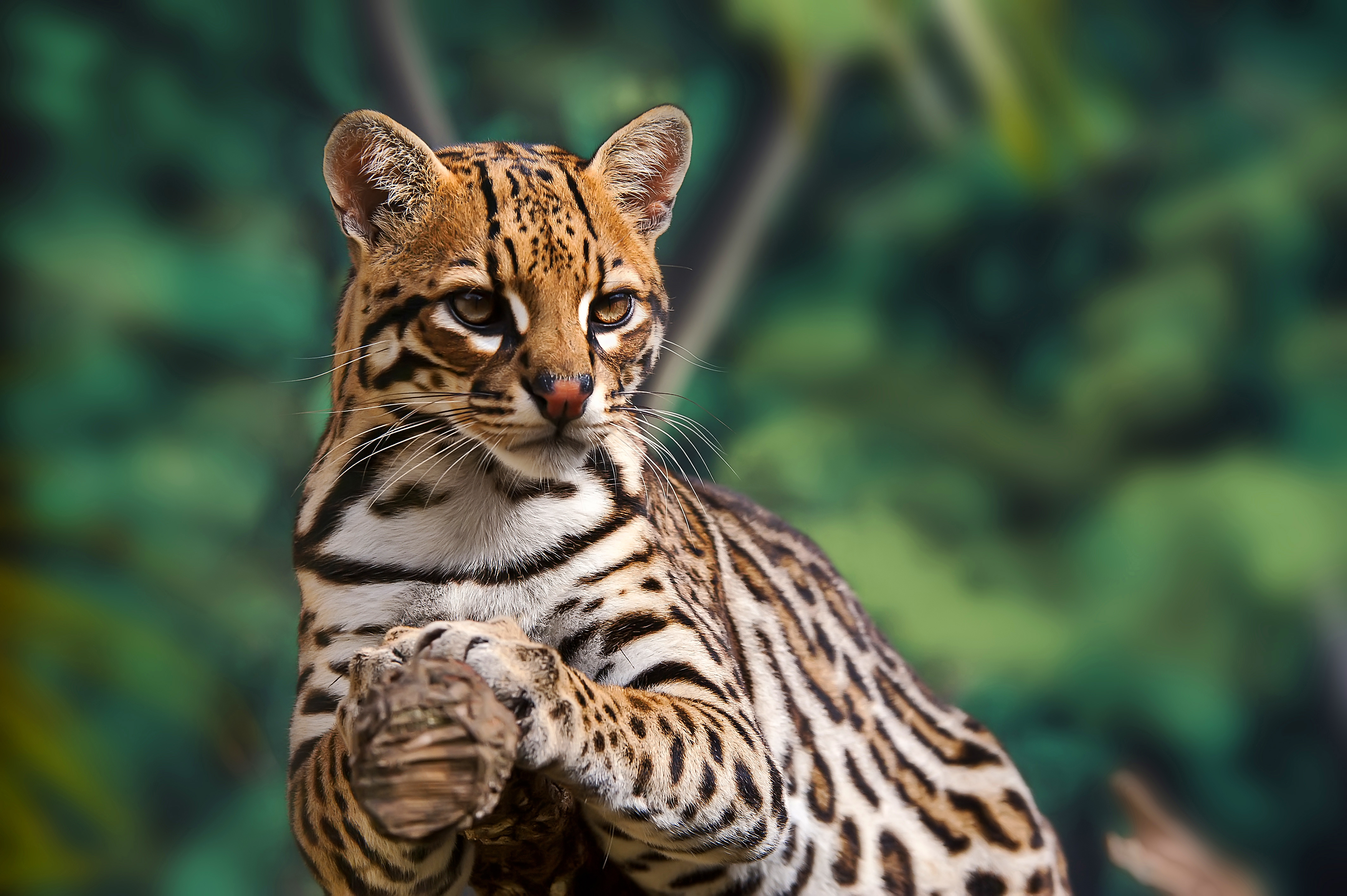 Animals Found In The Tropical Rainforest Biome | CAR INSURANCE QUOTES