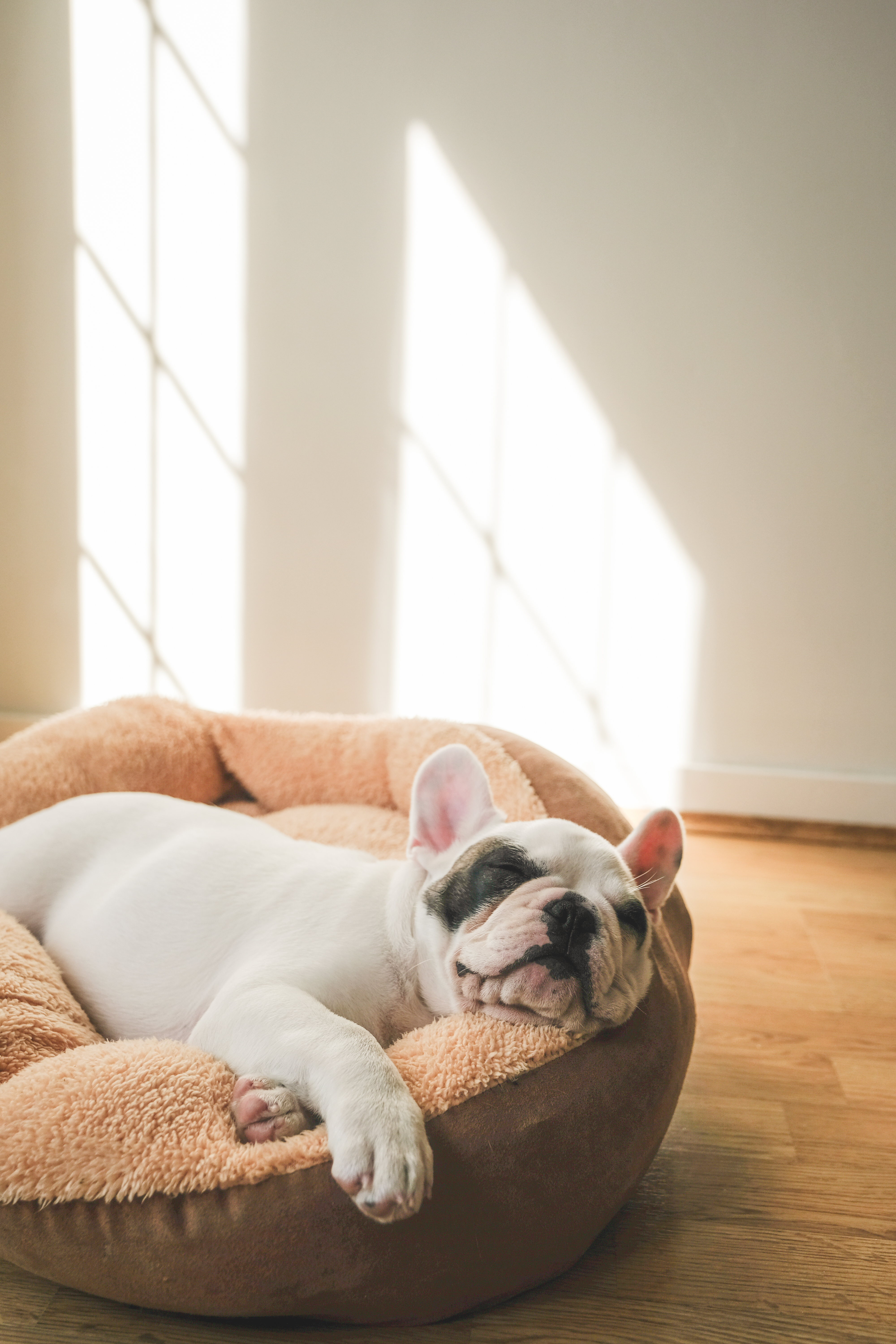 How To Get Rid Of Pet Odors In Your House Hunker