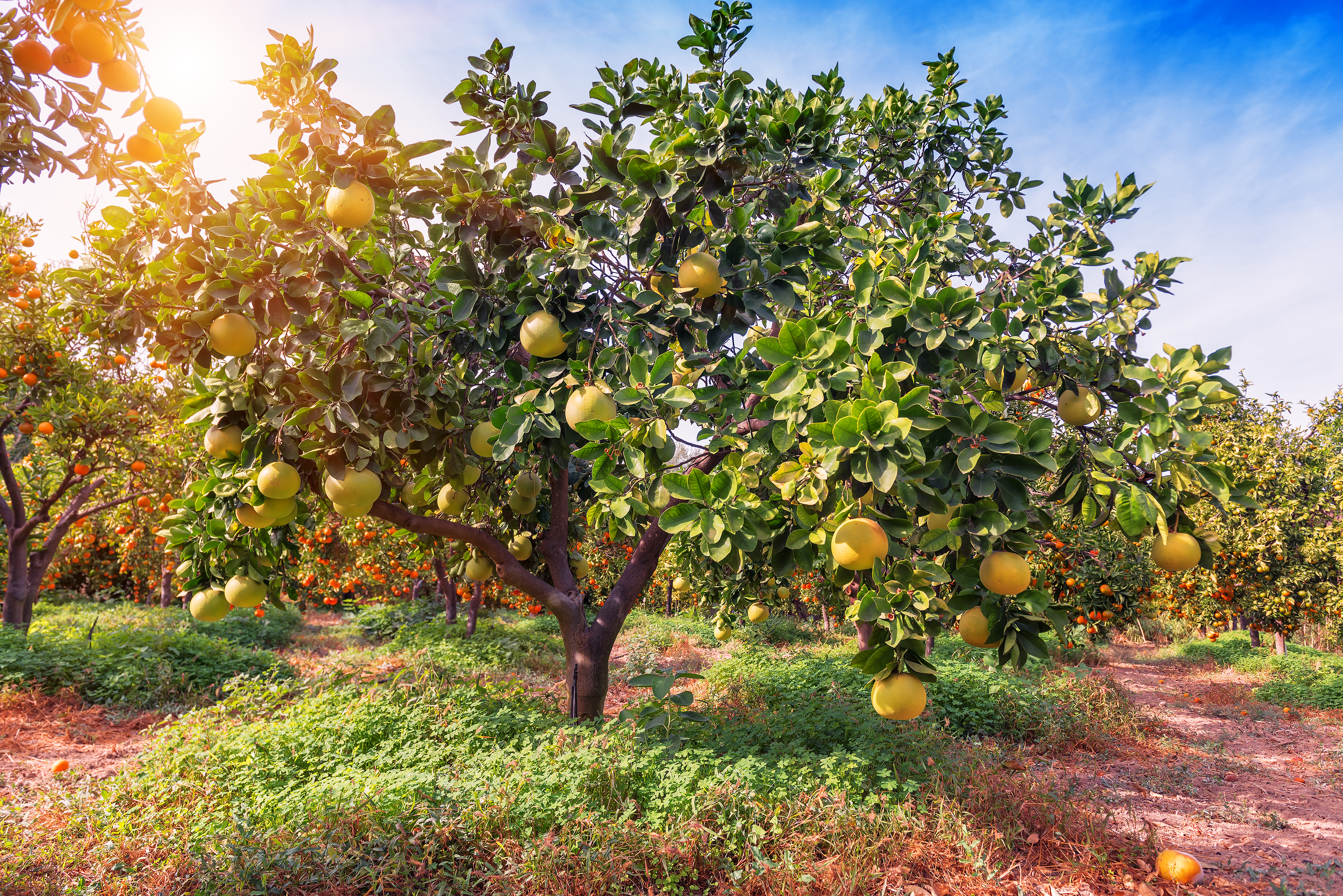 How To Take Care Of A Lemon Tree In The Winter Home Guides Sf Gate