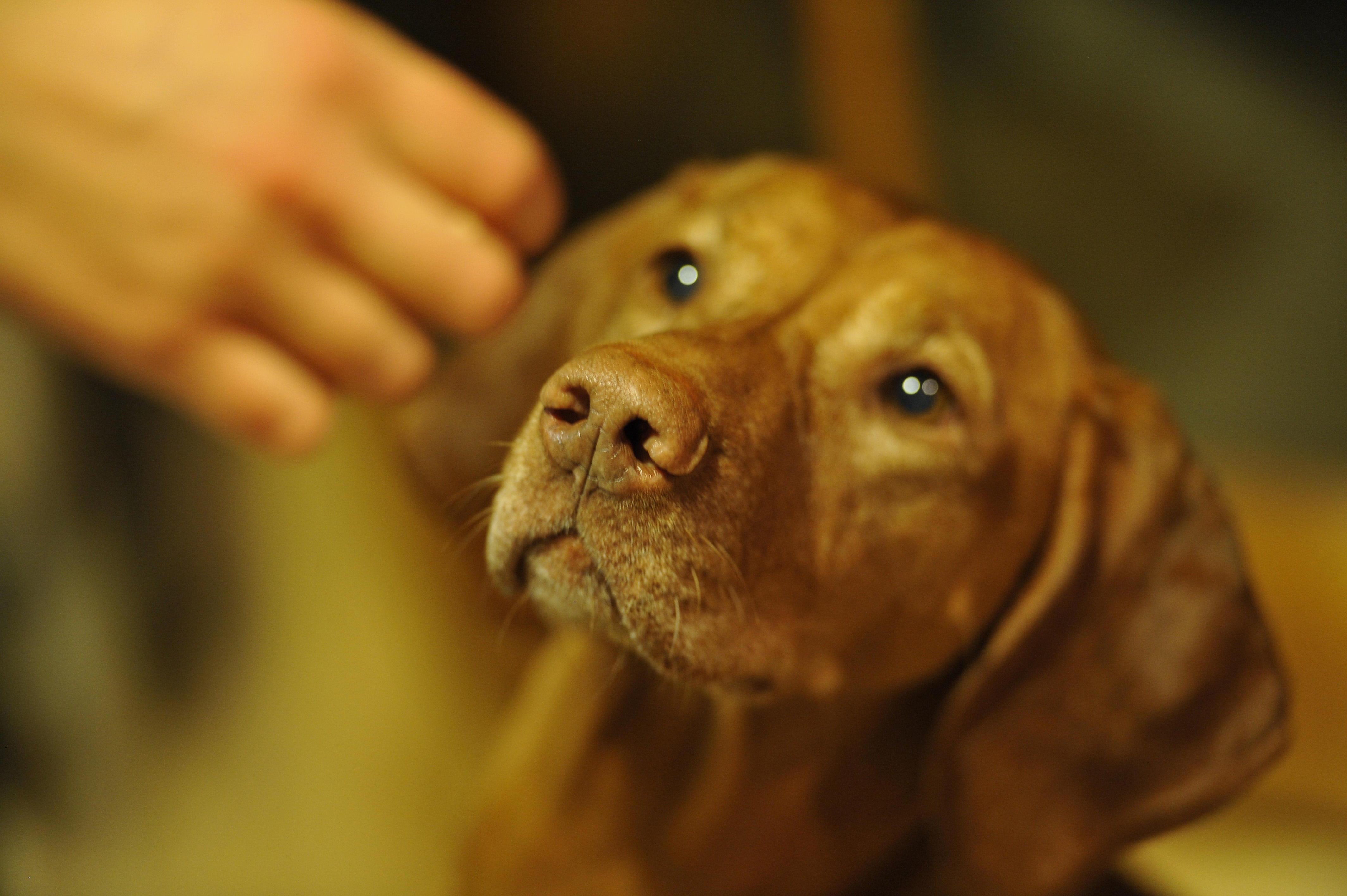 how do i teach my dog to bark at strangers