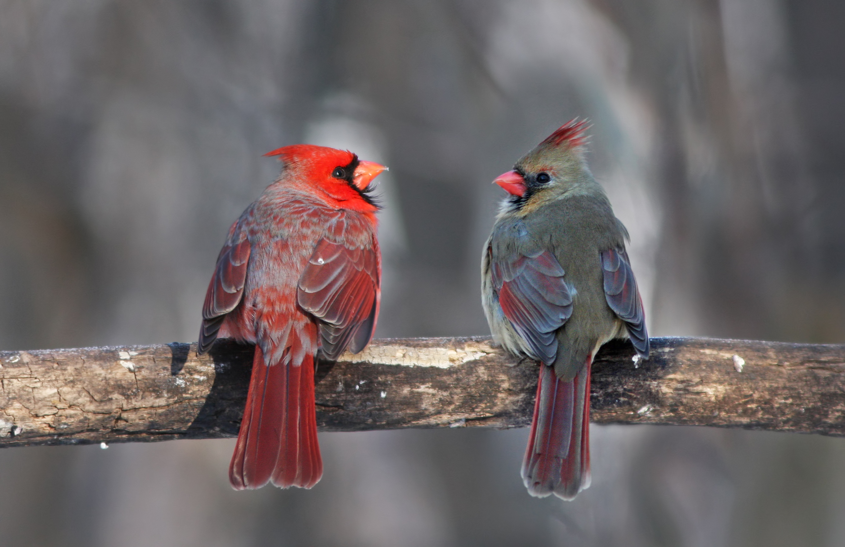 west-virginia-bird-identification-usa-today