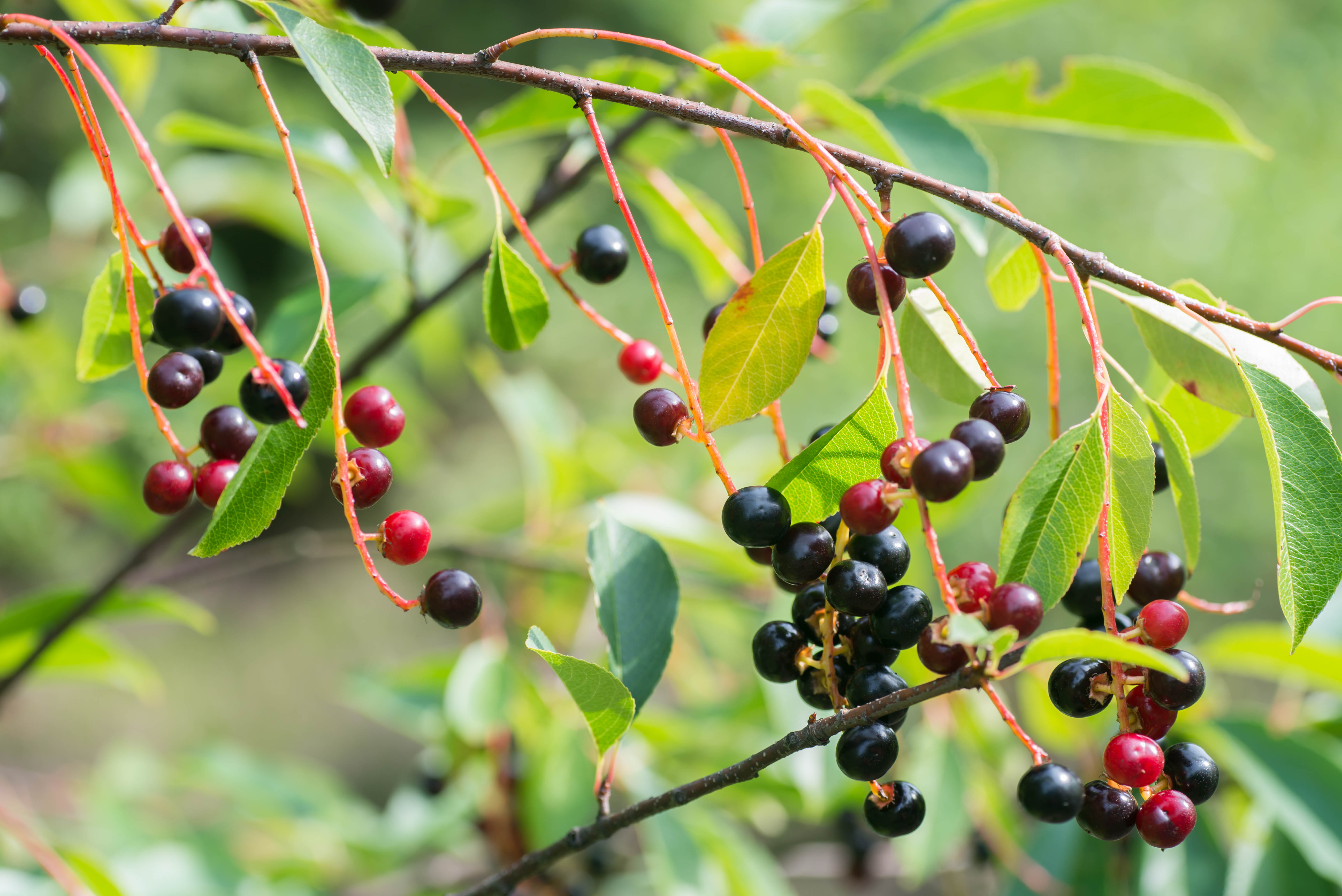 What Tree Do Acorns Grow On?