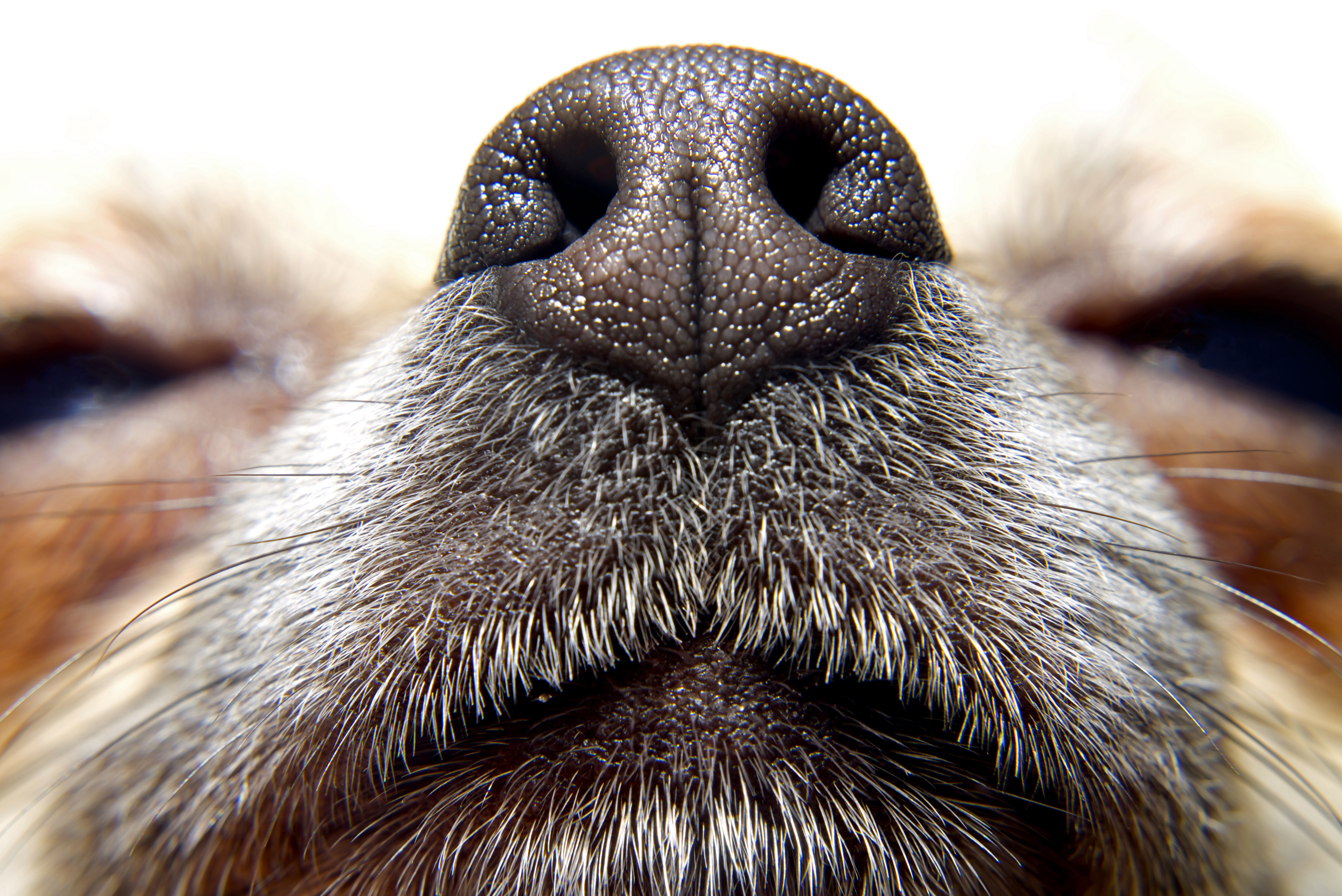 how long can a muzzle stay on a dog