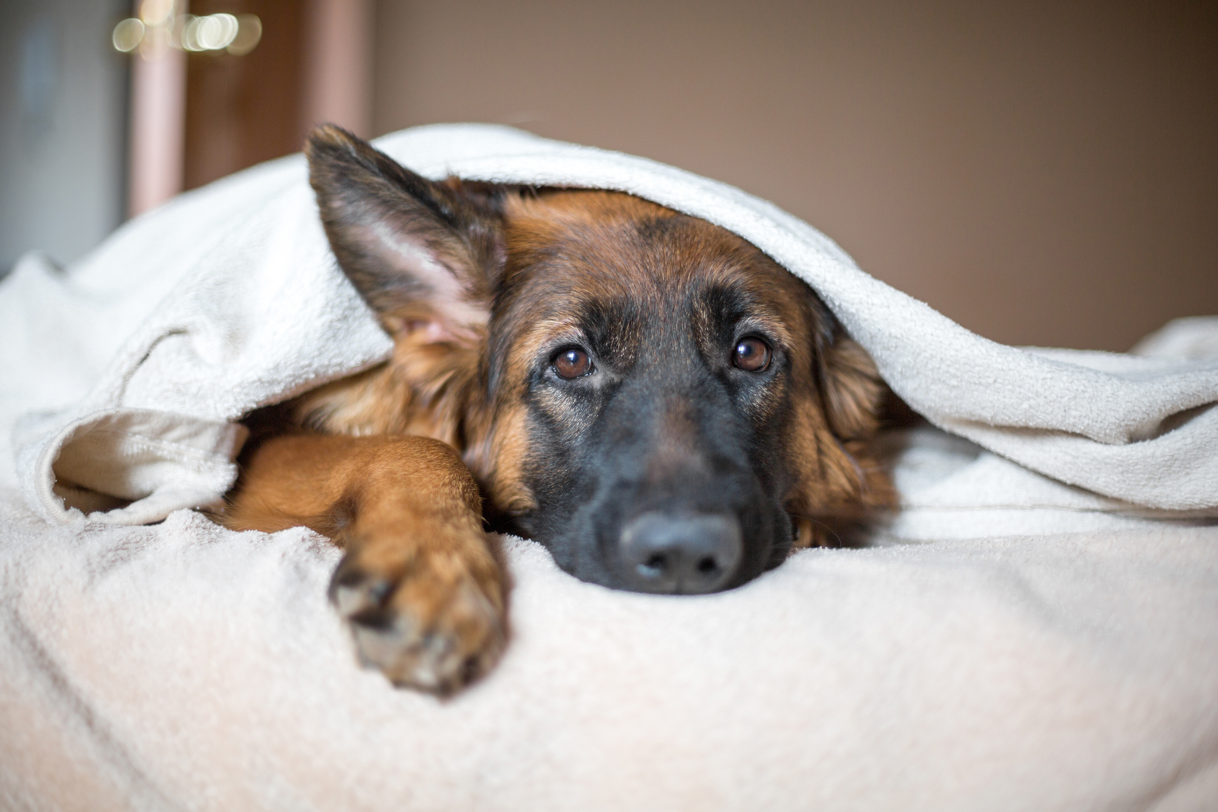 dog vomiting up white foam