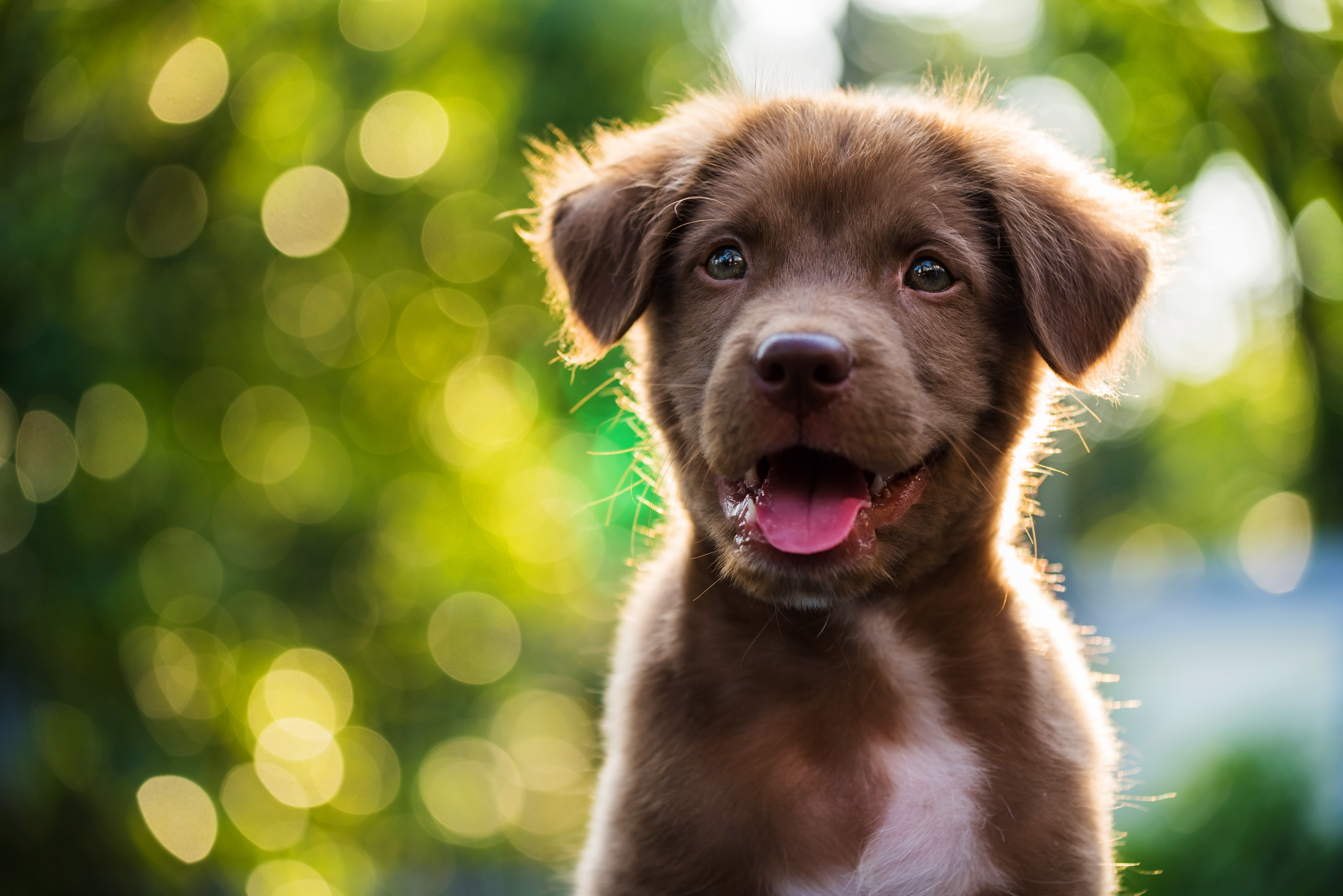 puppy fur shedding