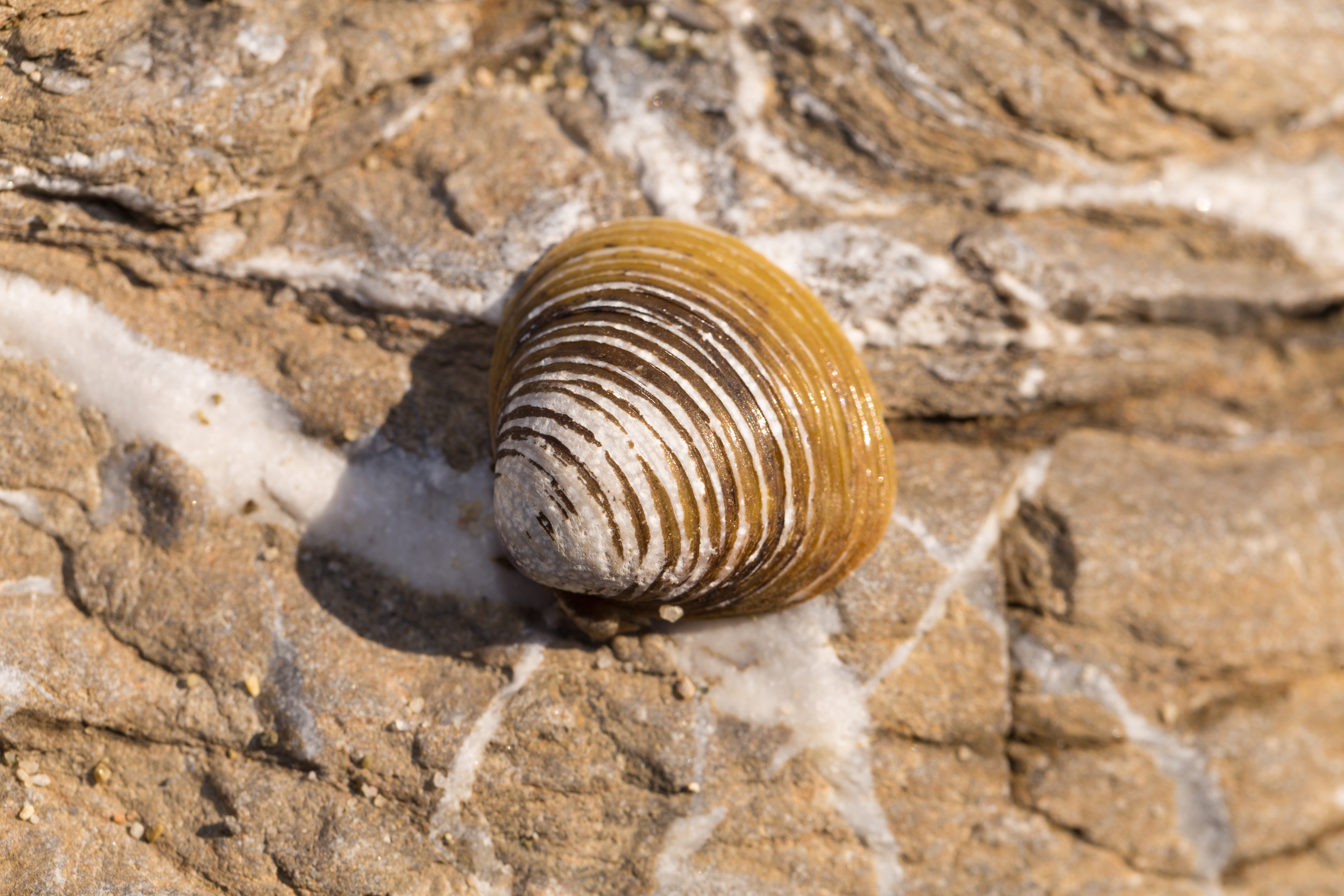 clam adaptations