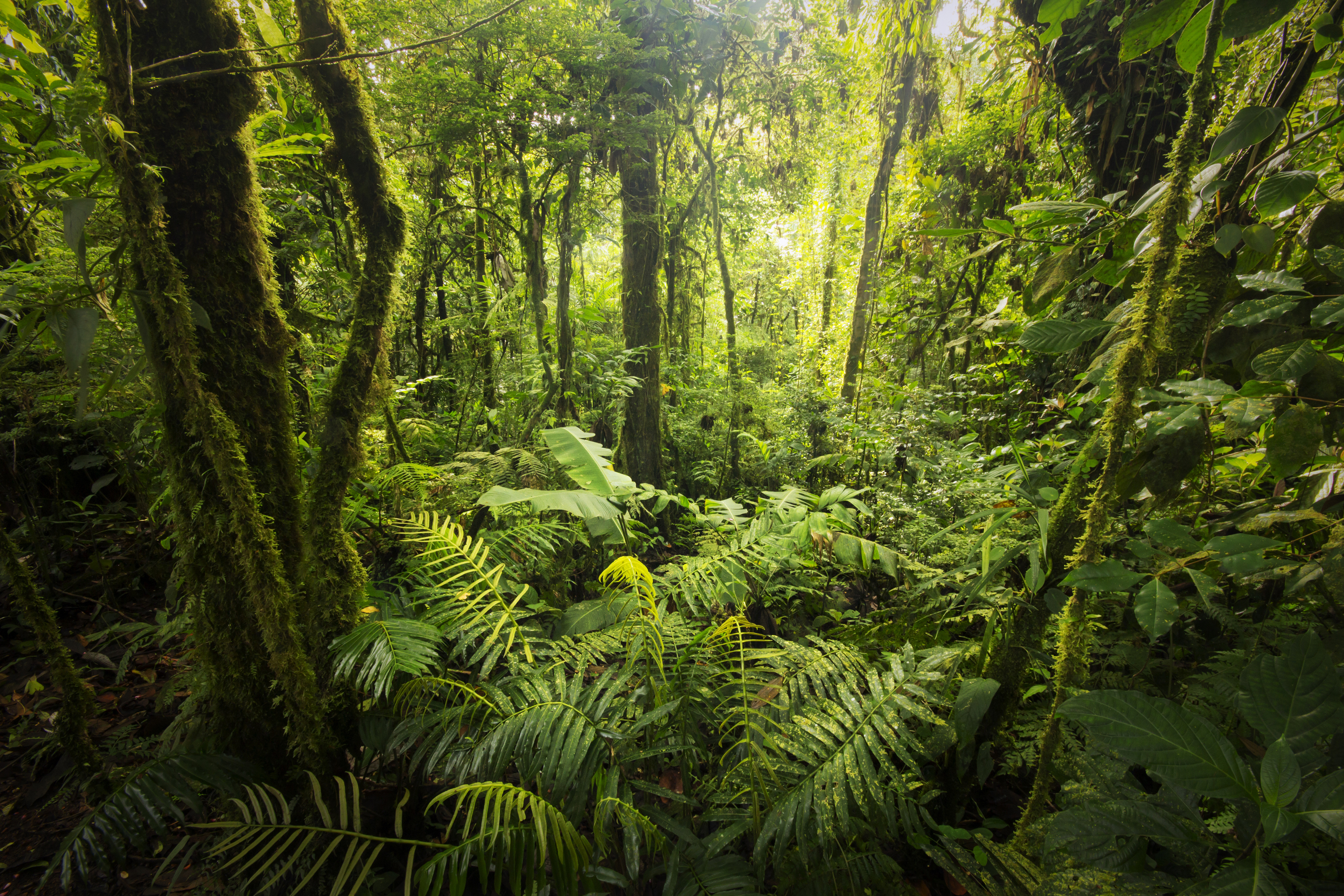 understory layer