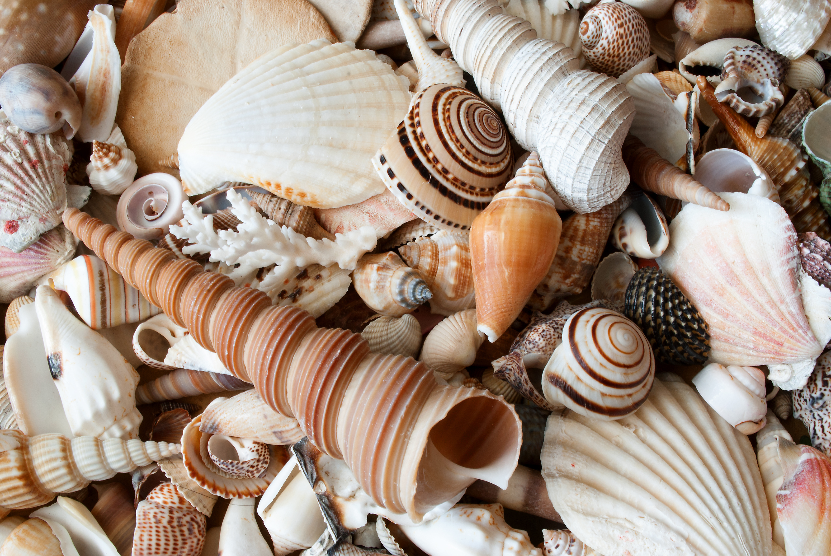 Selection Of Sea Shells #1 by Science Photo Library