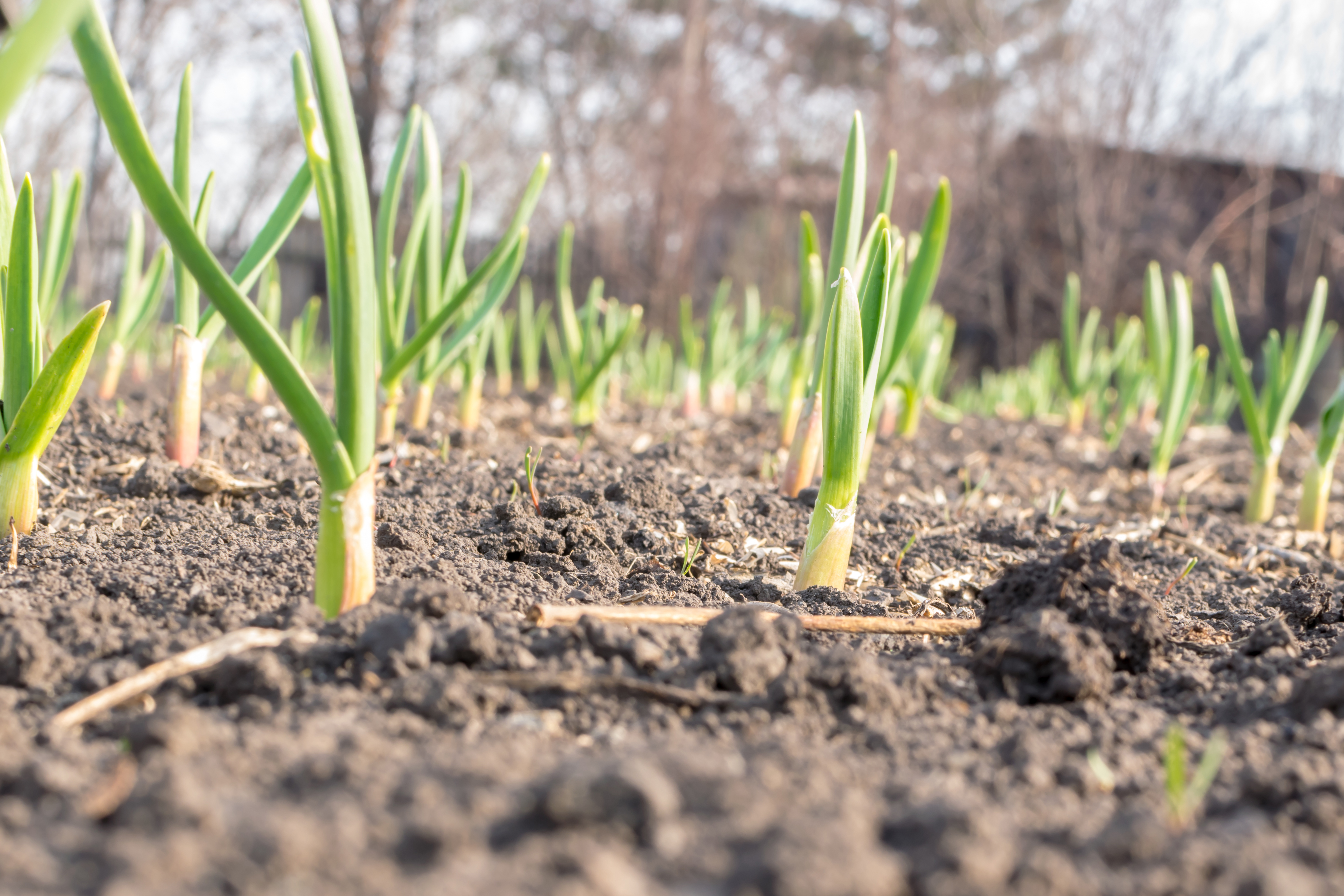 How Long Does it Take for Garlic to Grow &amp; Mature?