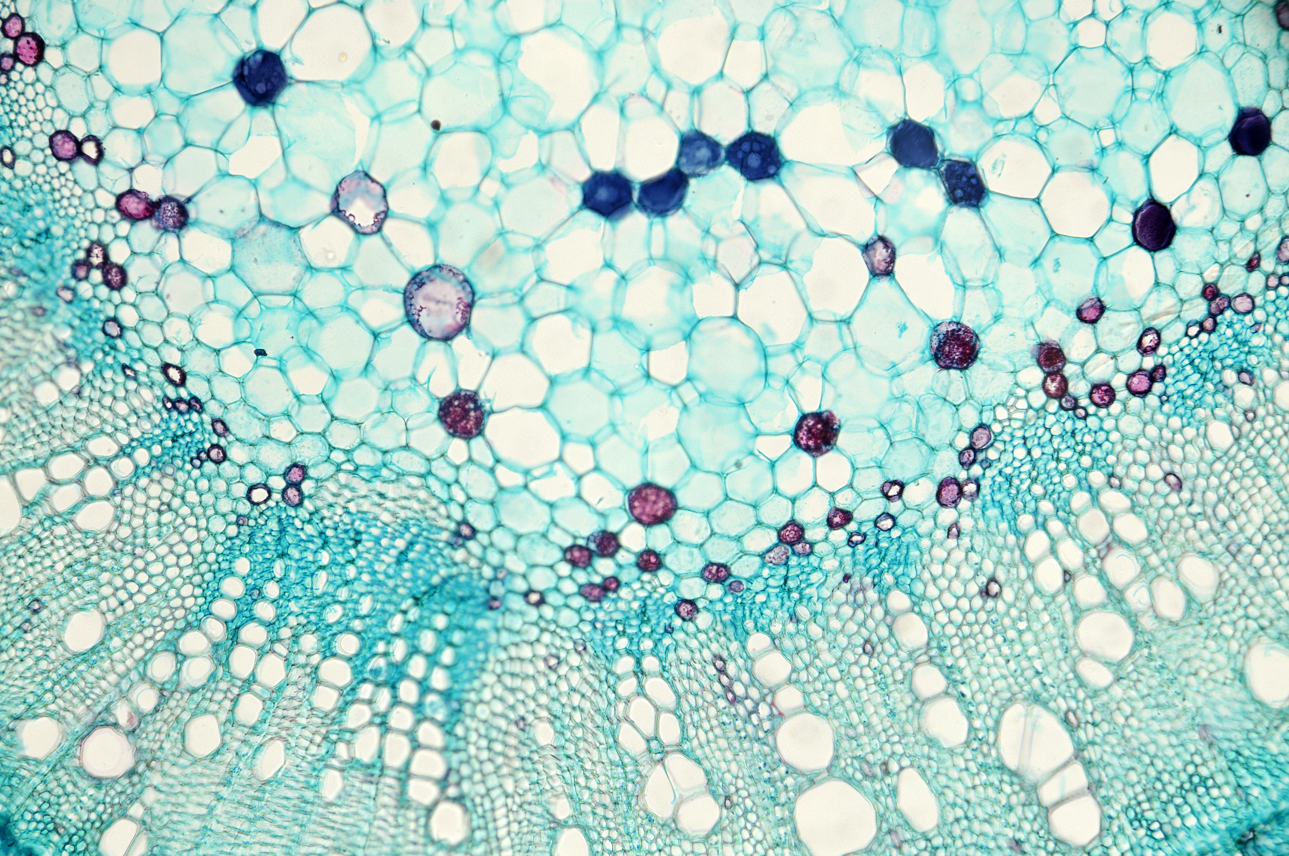 Vacuoles Definition Function Structure