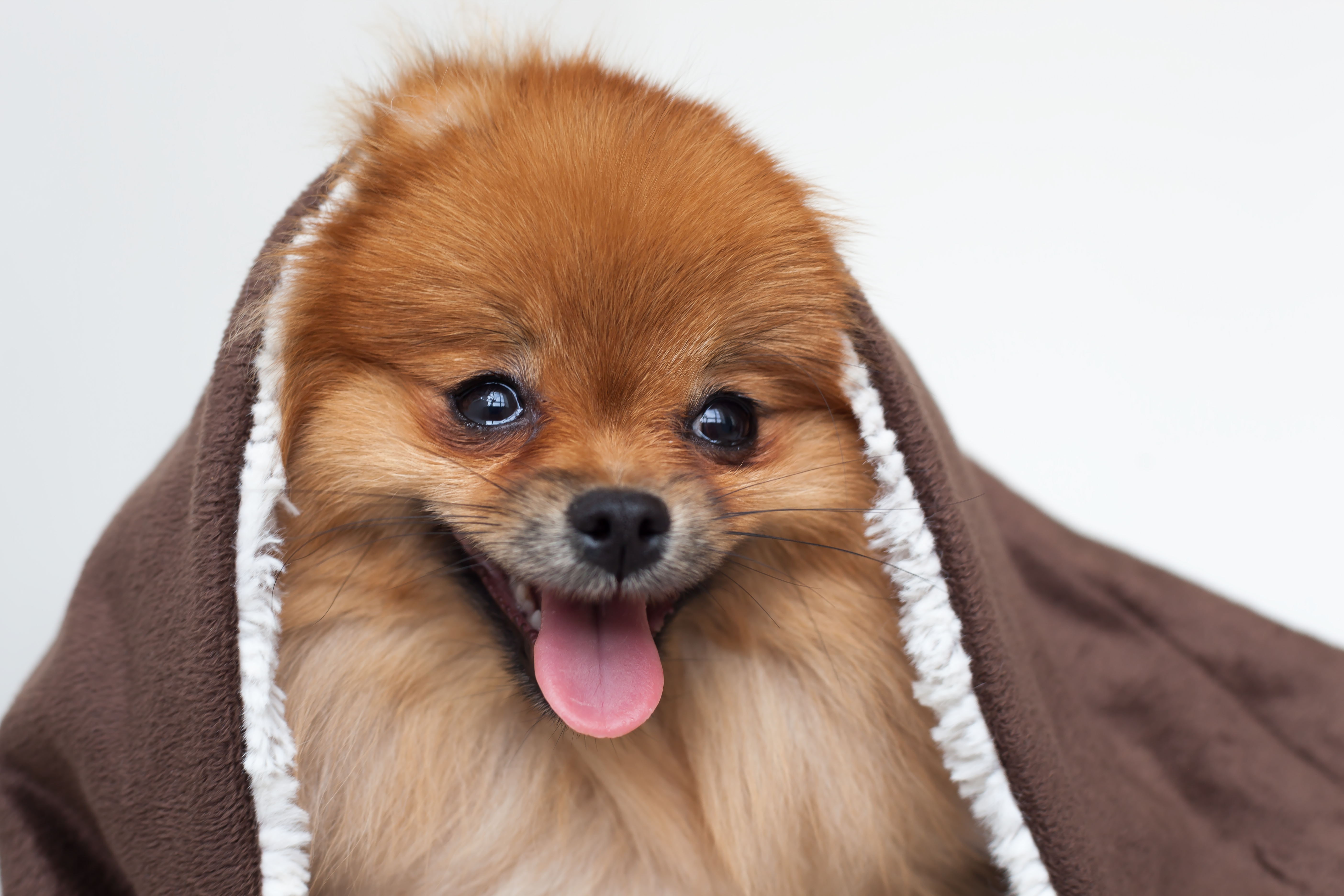 teacup pomeranian brown and white