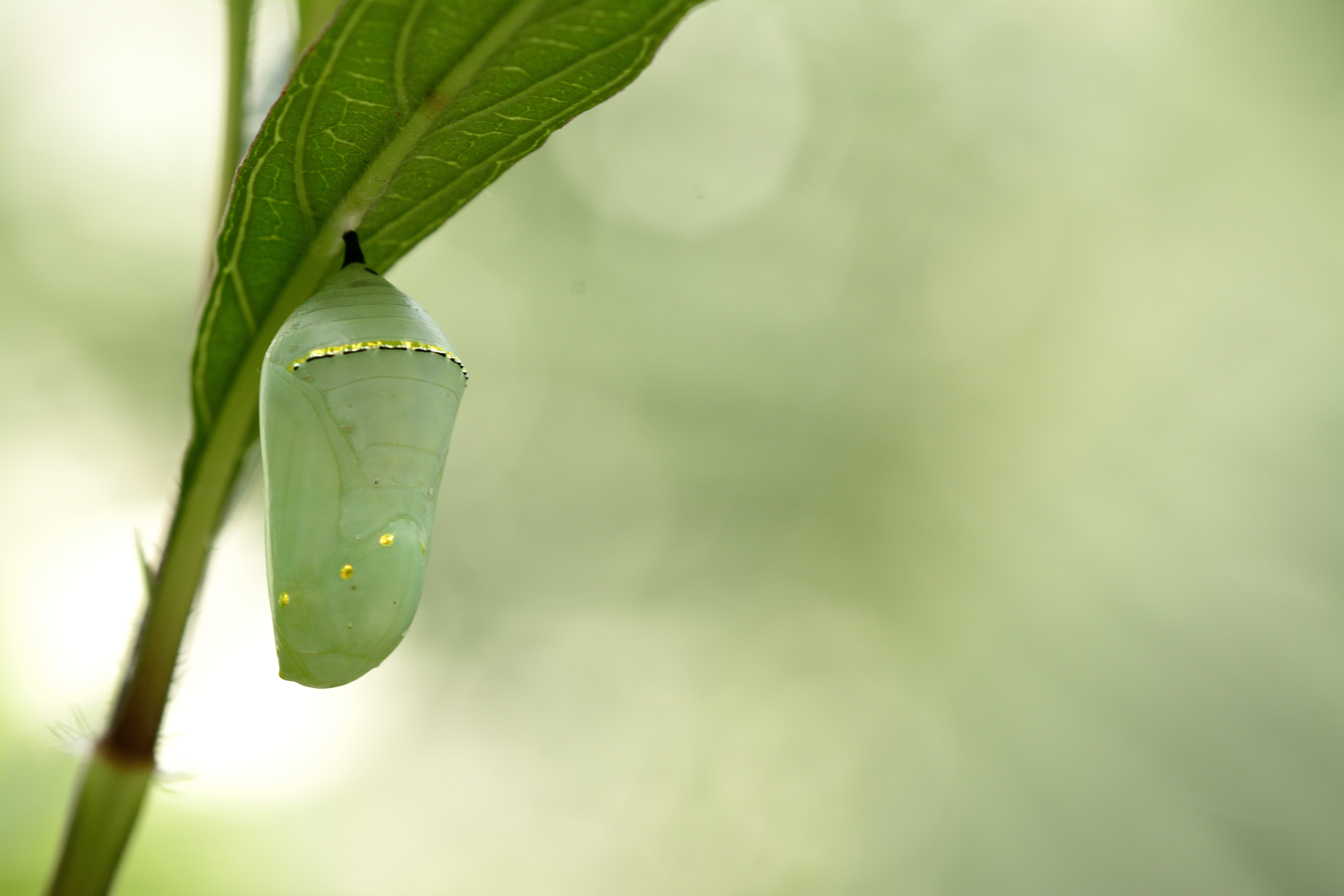 How to Help a Butterfly Out of Cocoon Sciencing