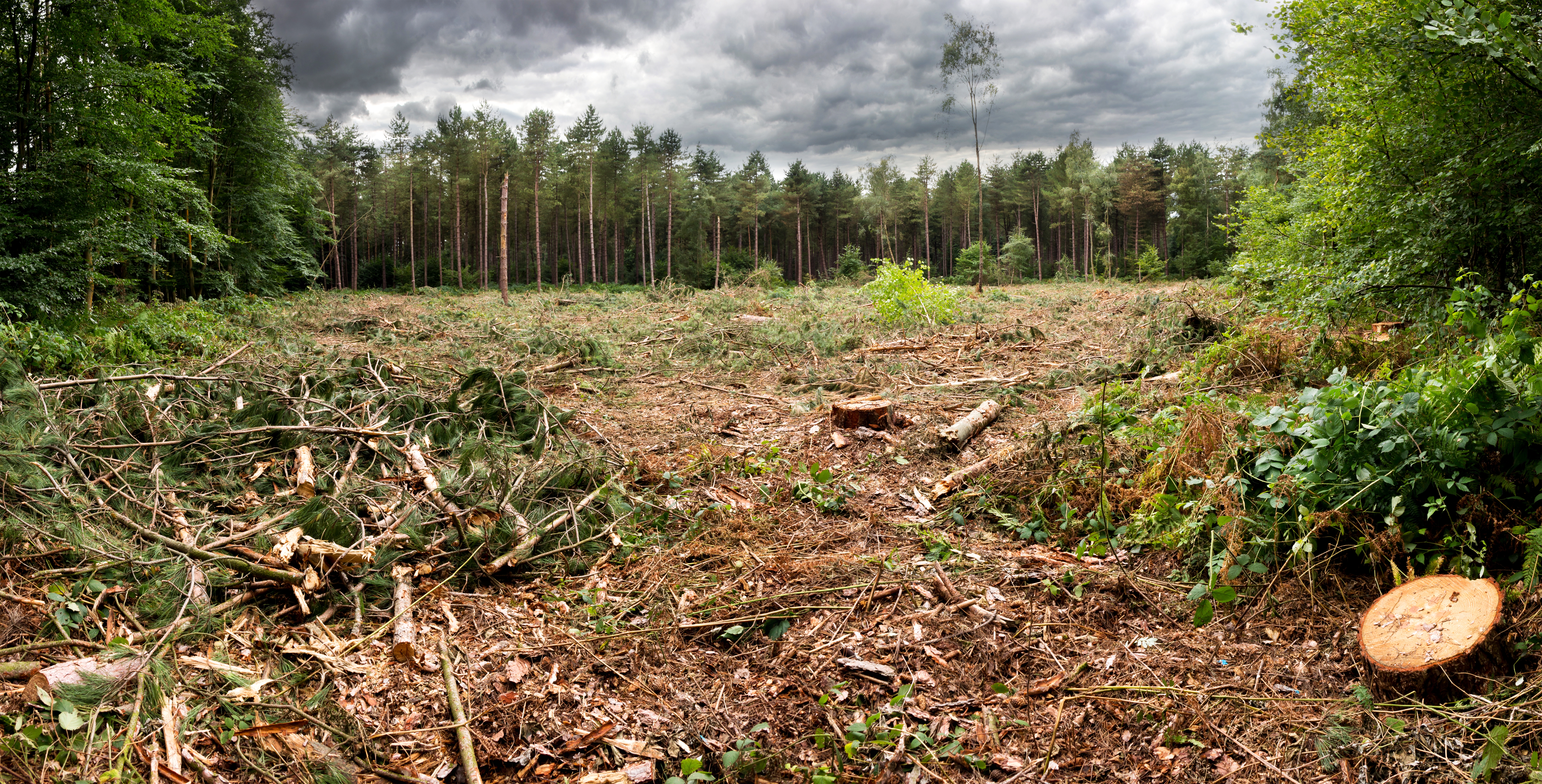 Effects of deforestation biology