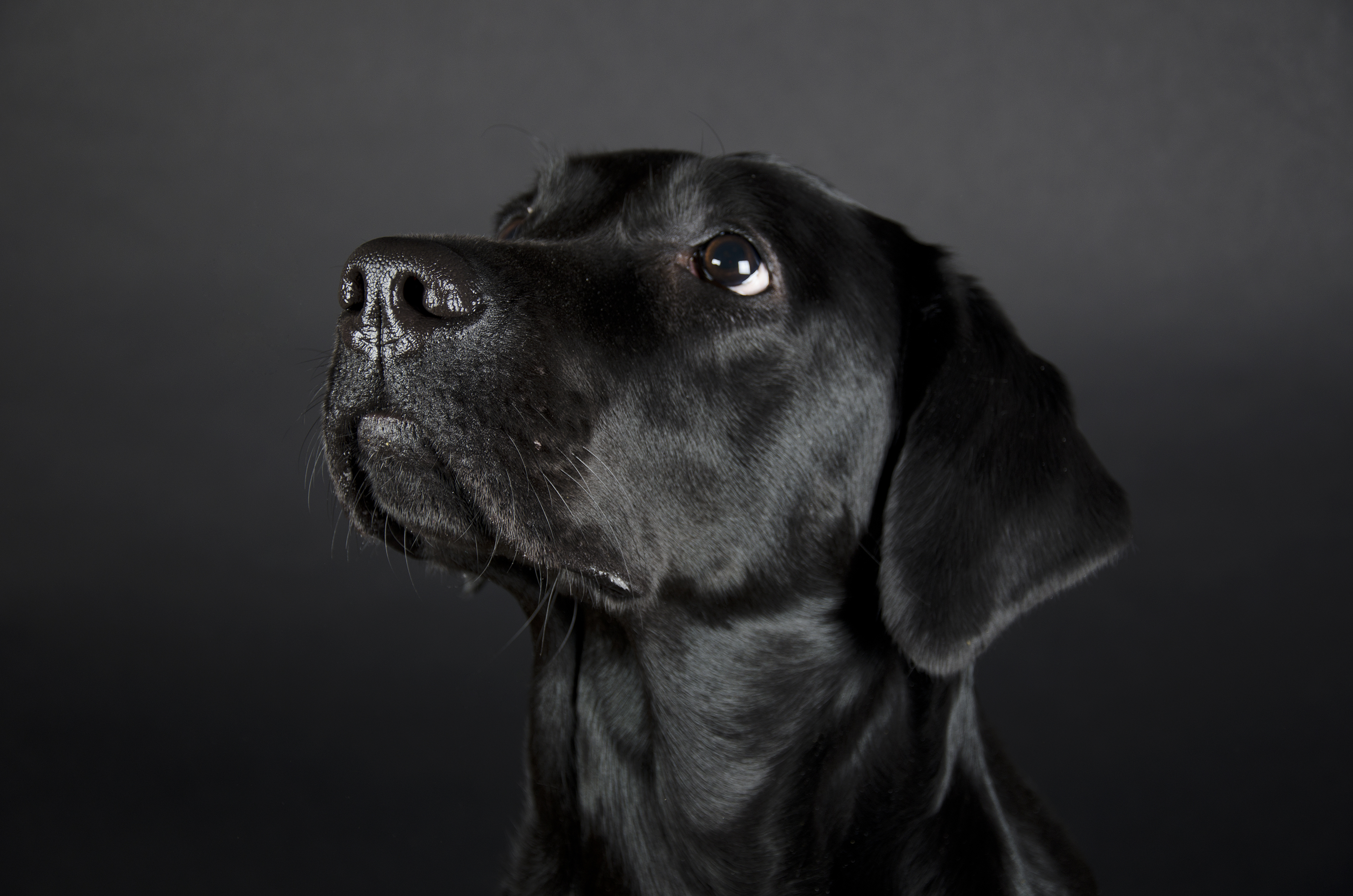 200 Names For Black Dogs Cuteness