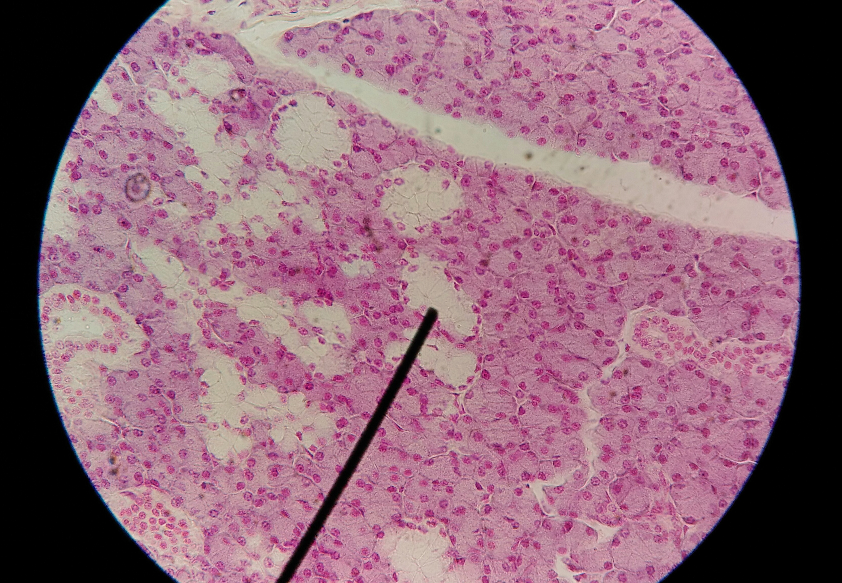 prokaryotic cell under light microscope