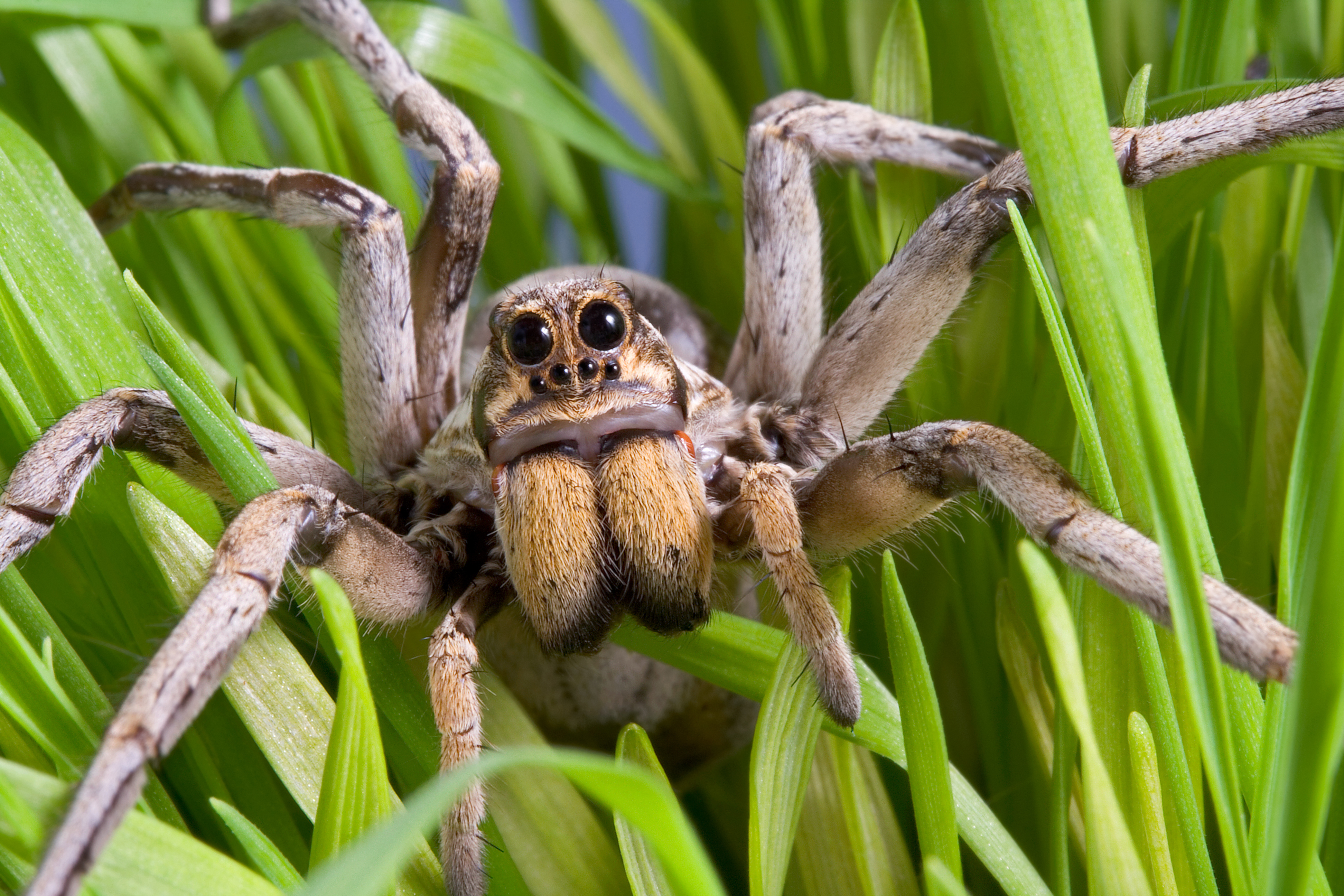 wolf spider size comparison