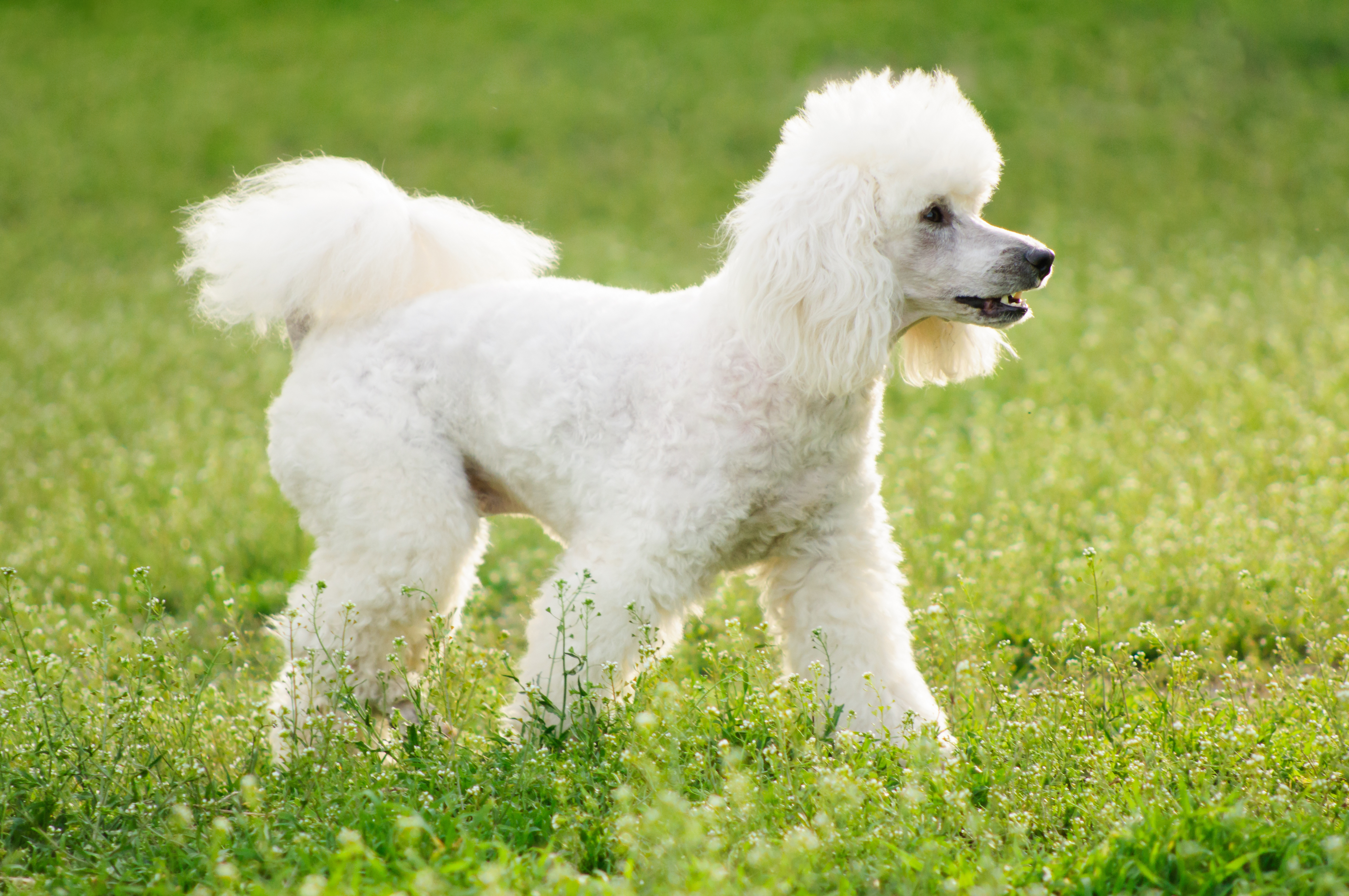 are standard poodles considered large breed