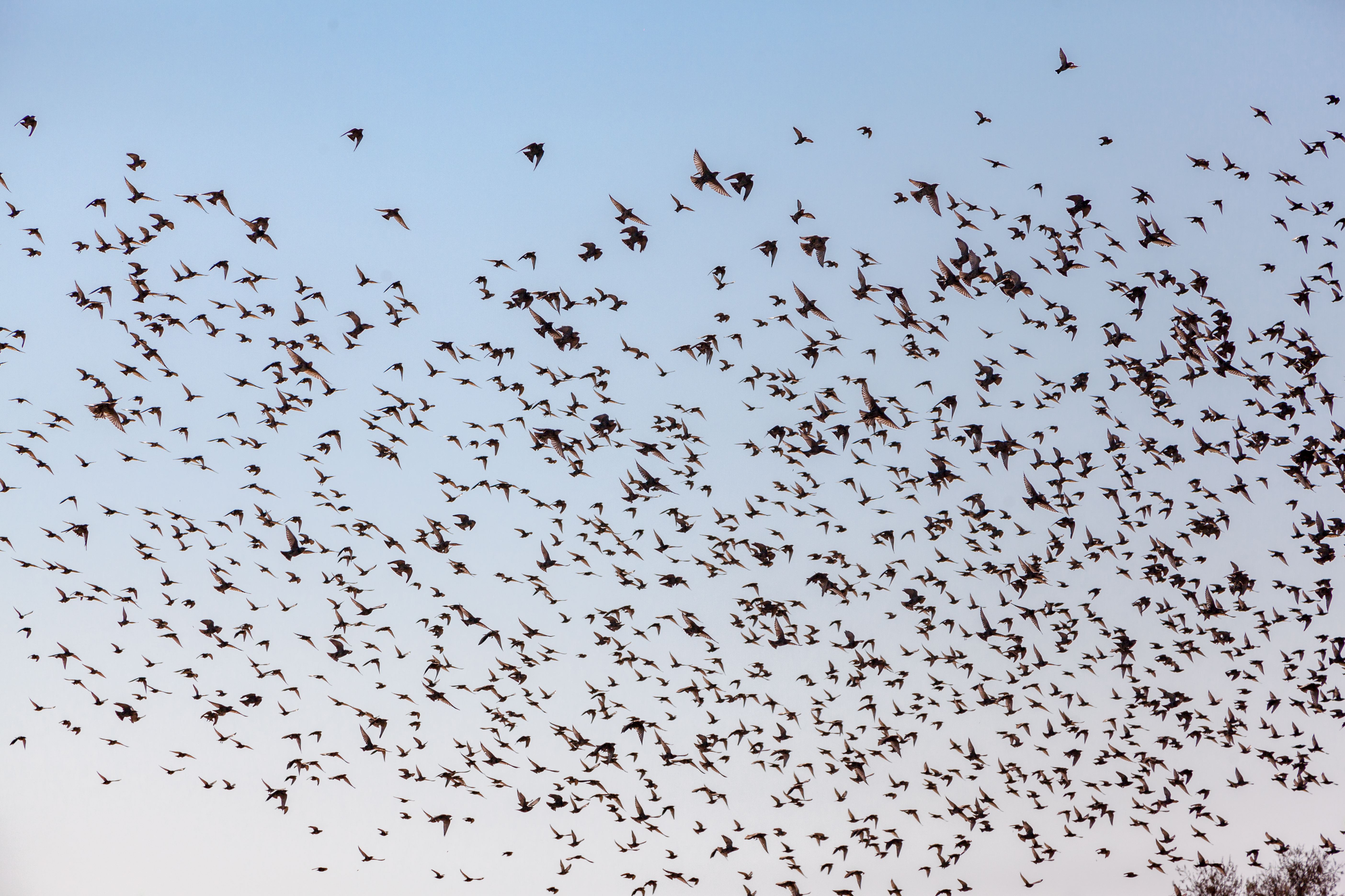 Small Birds are Scared Off by Fake Owl Eyes on Butterfly Wings