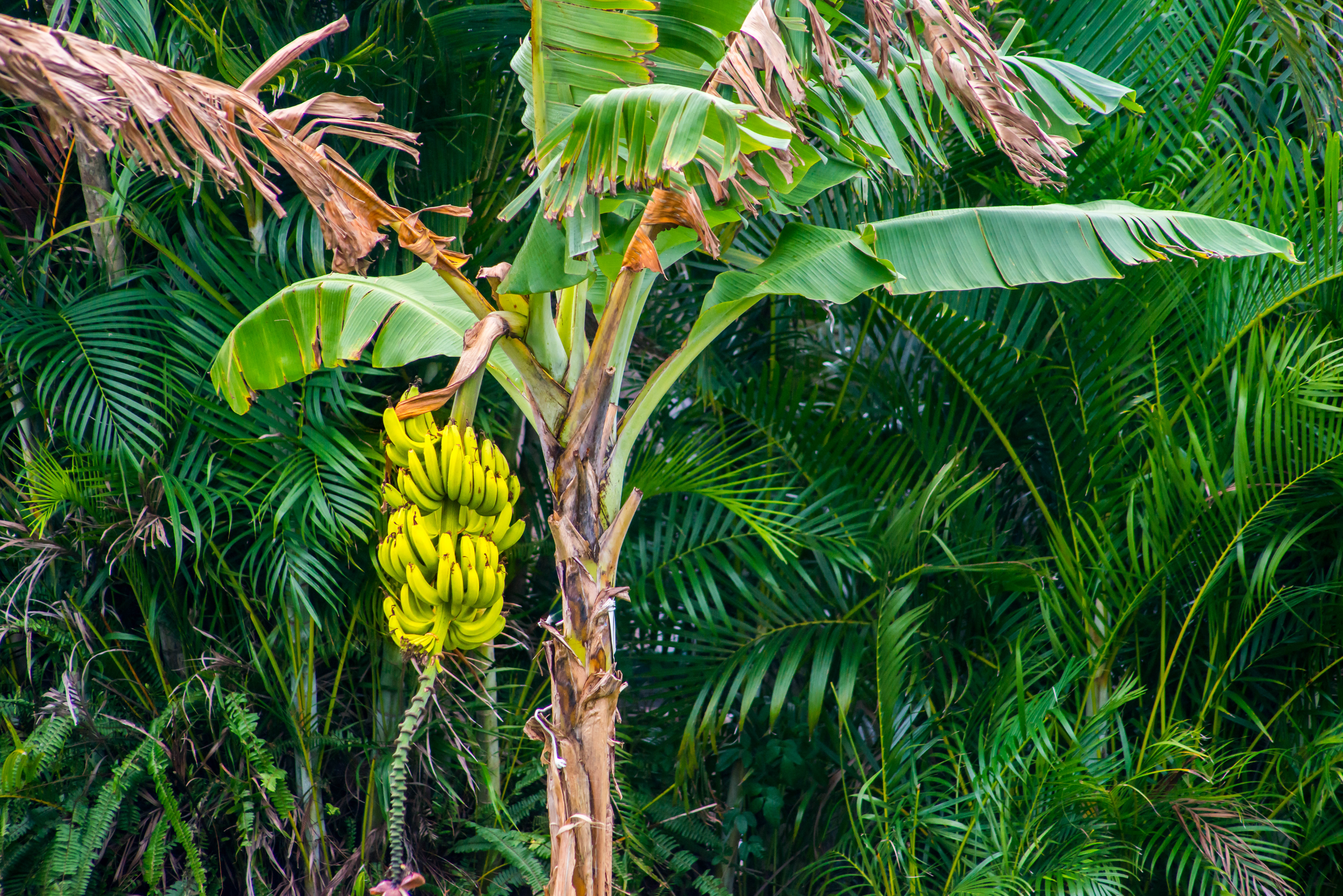 How Many Times A Banana Tree Can Produce Bananas Hunker