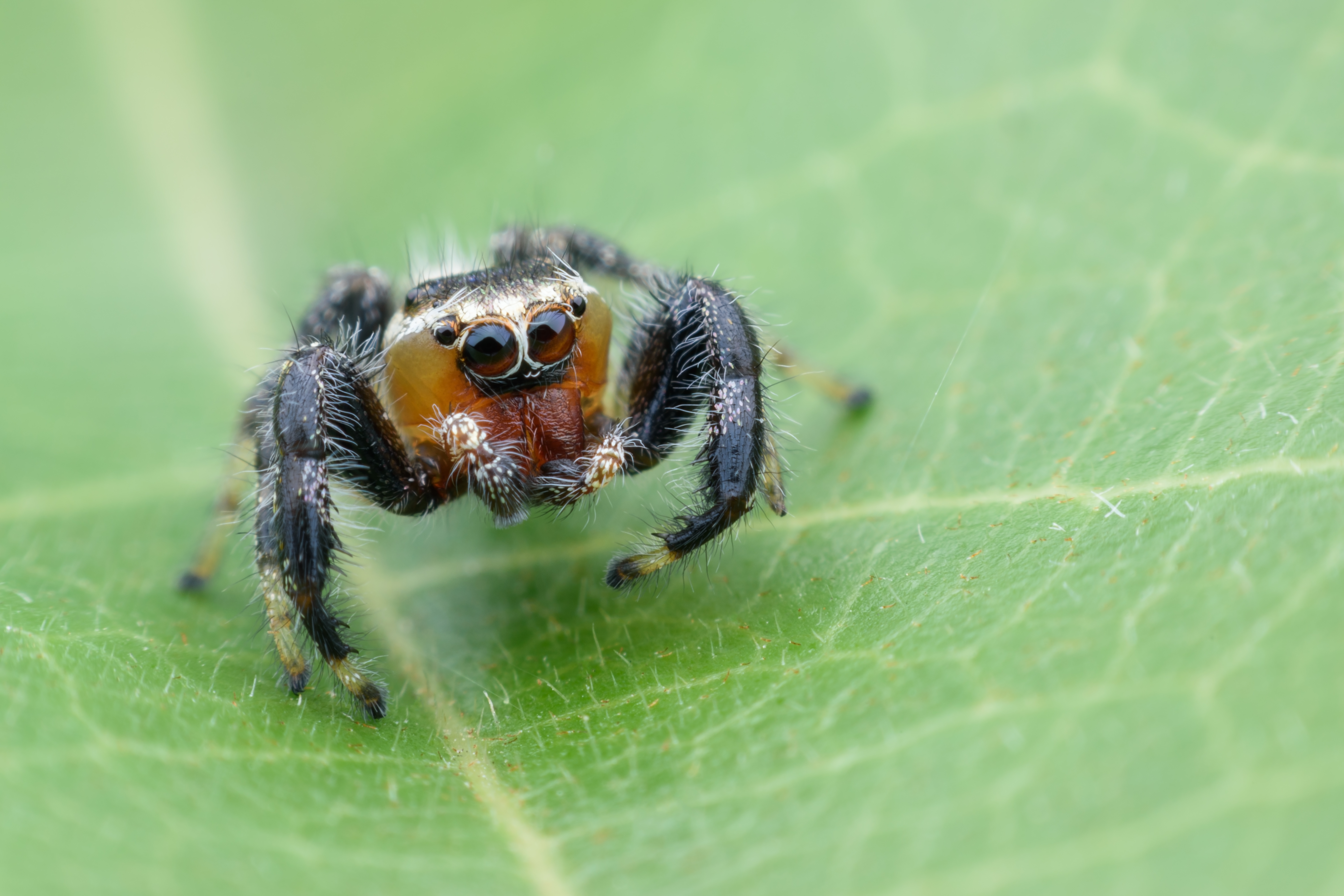 pale jumping spider