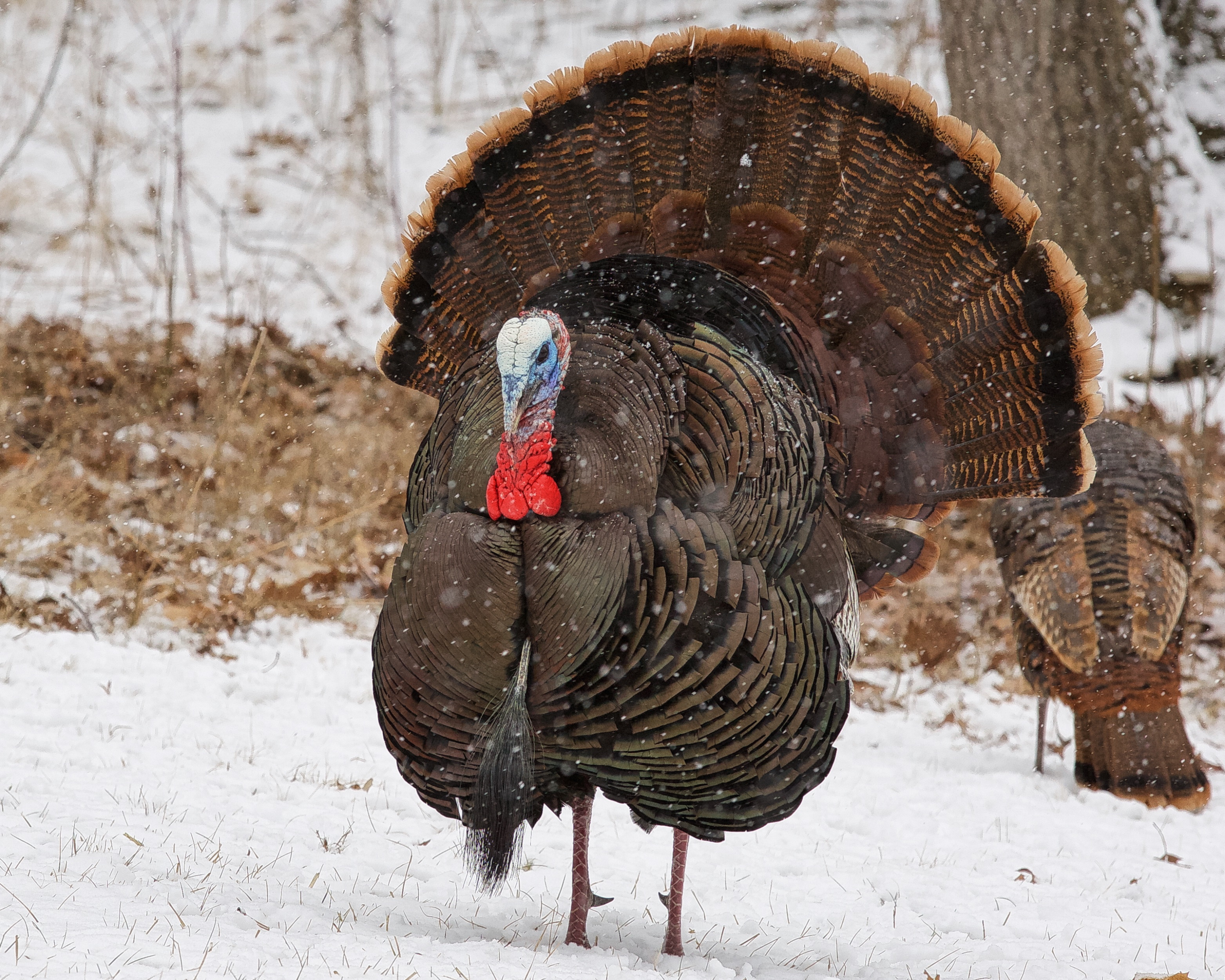 Bearded Turkey Hen