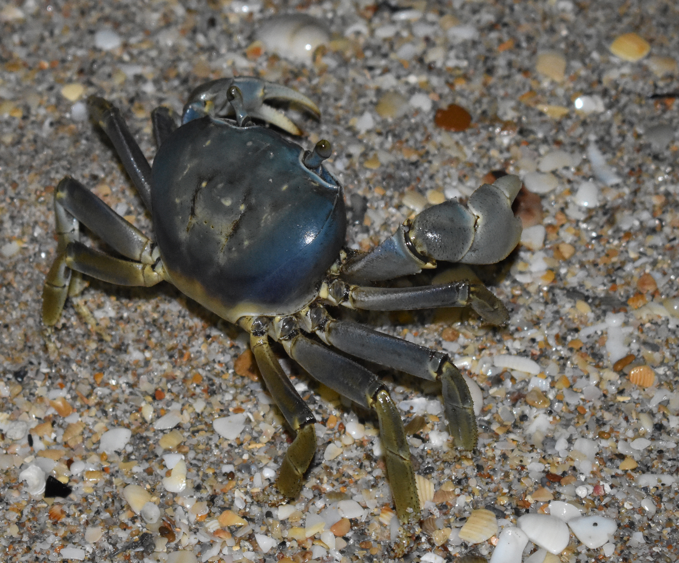 how to eat crab