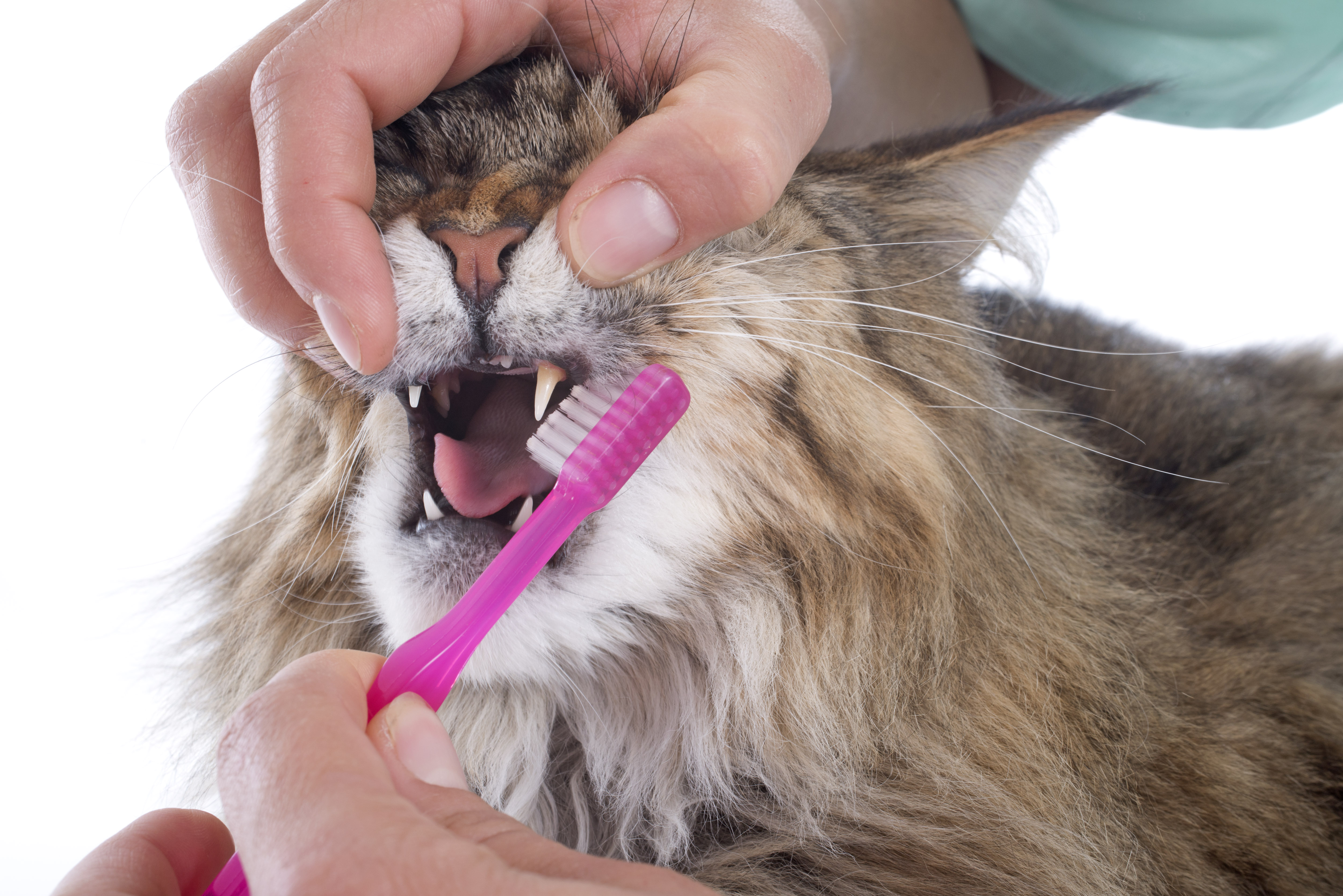 Natural Remedies To Clean A Cat S Teeth Cuteness