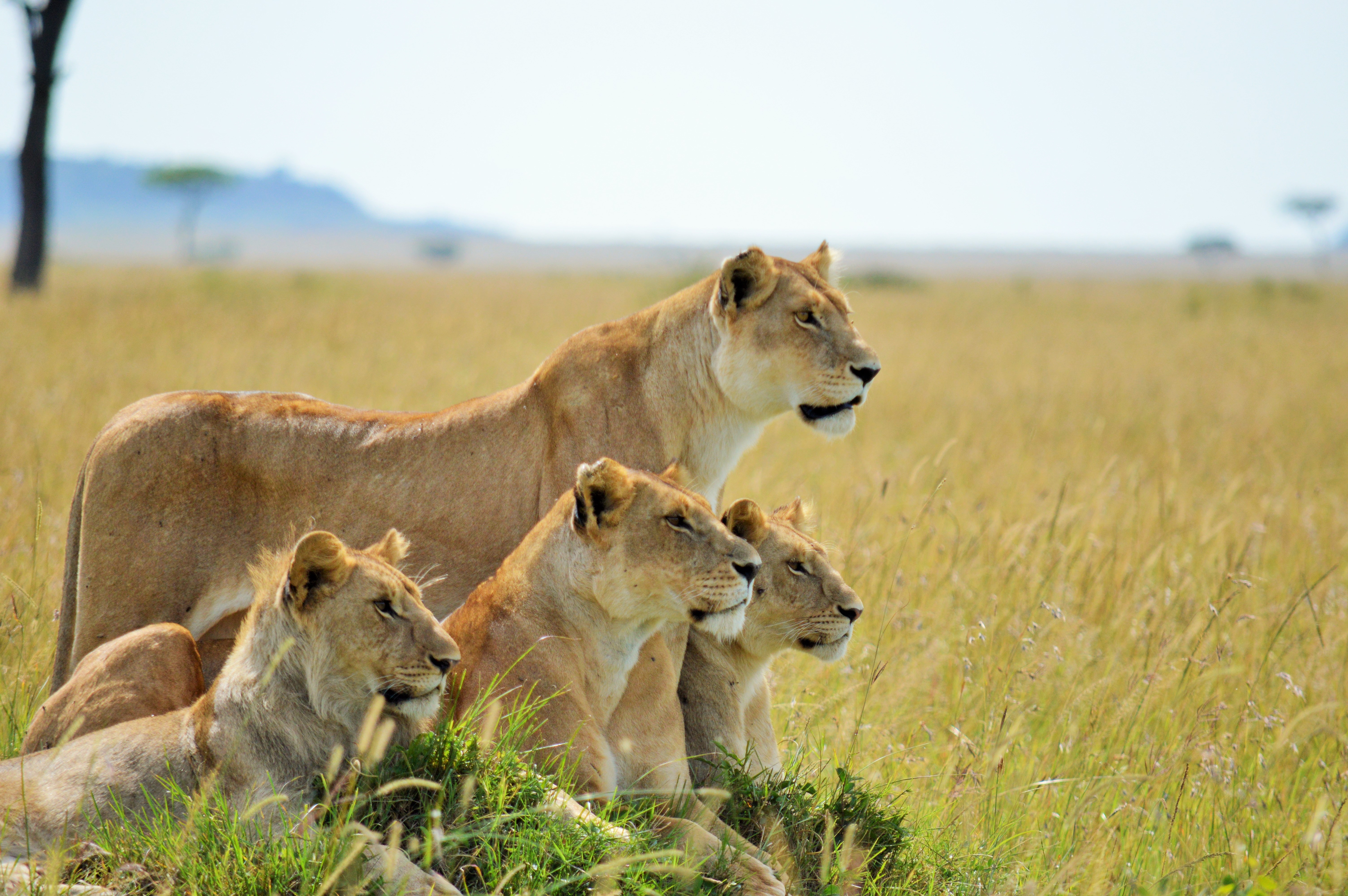 male and female lions mating