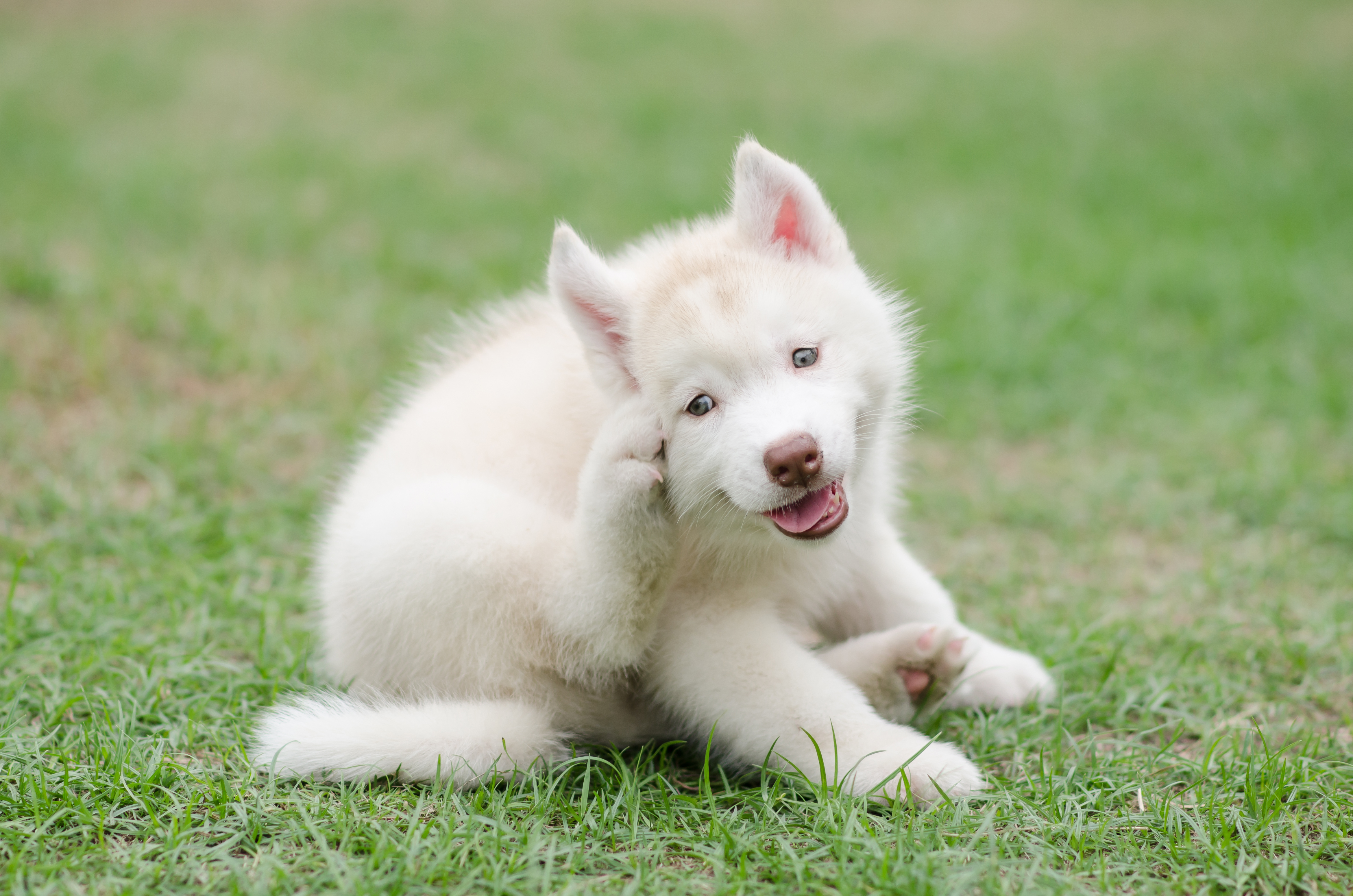 what causes dogs to itch