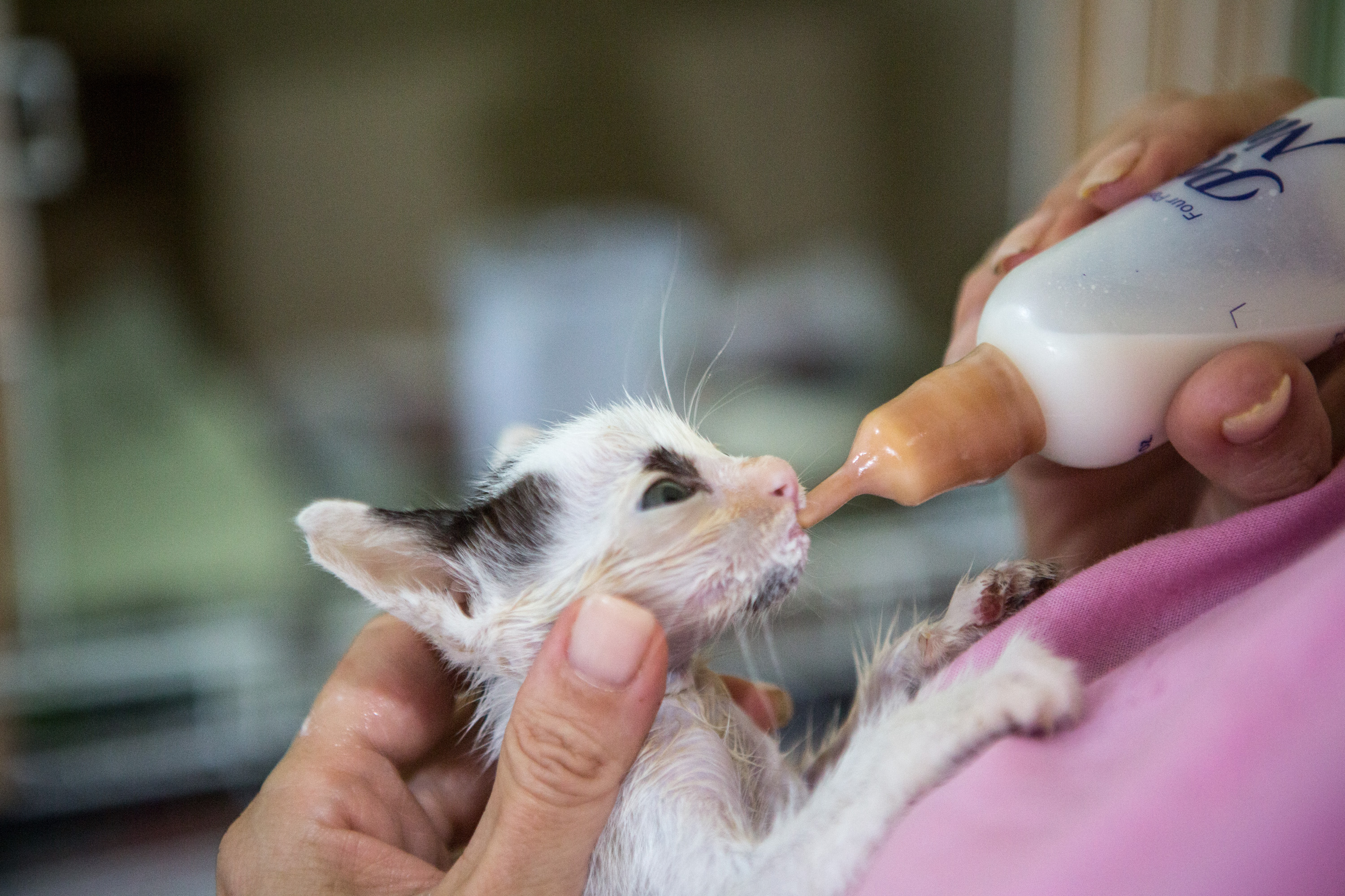 How To Care For A Malnourished Cat Cuteness