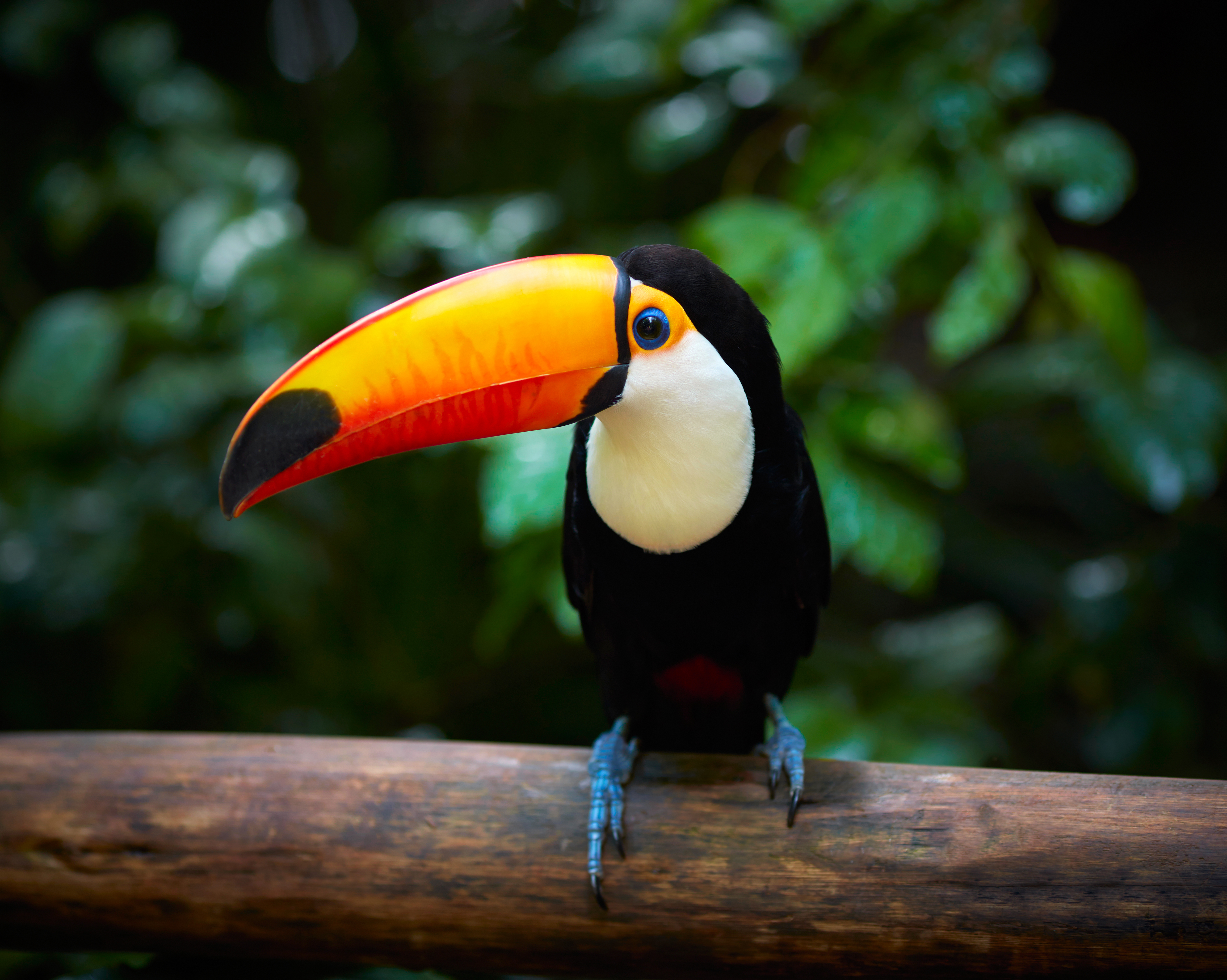 rainforest toucan