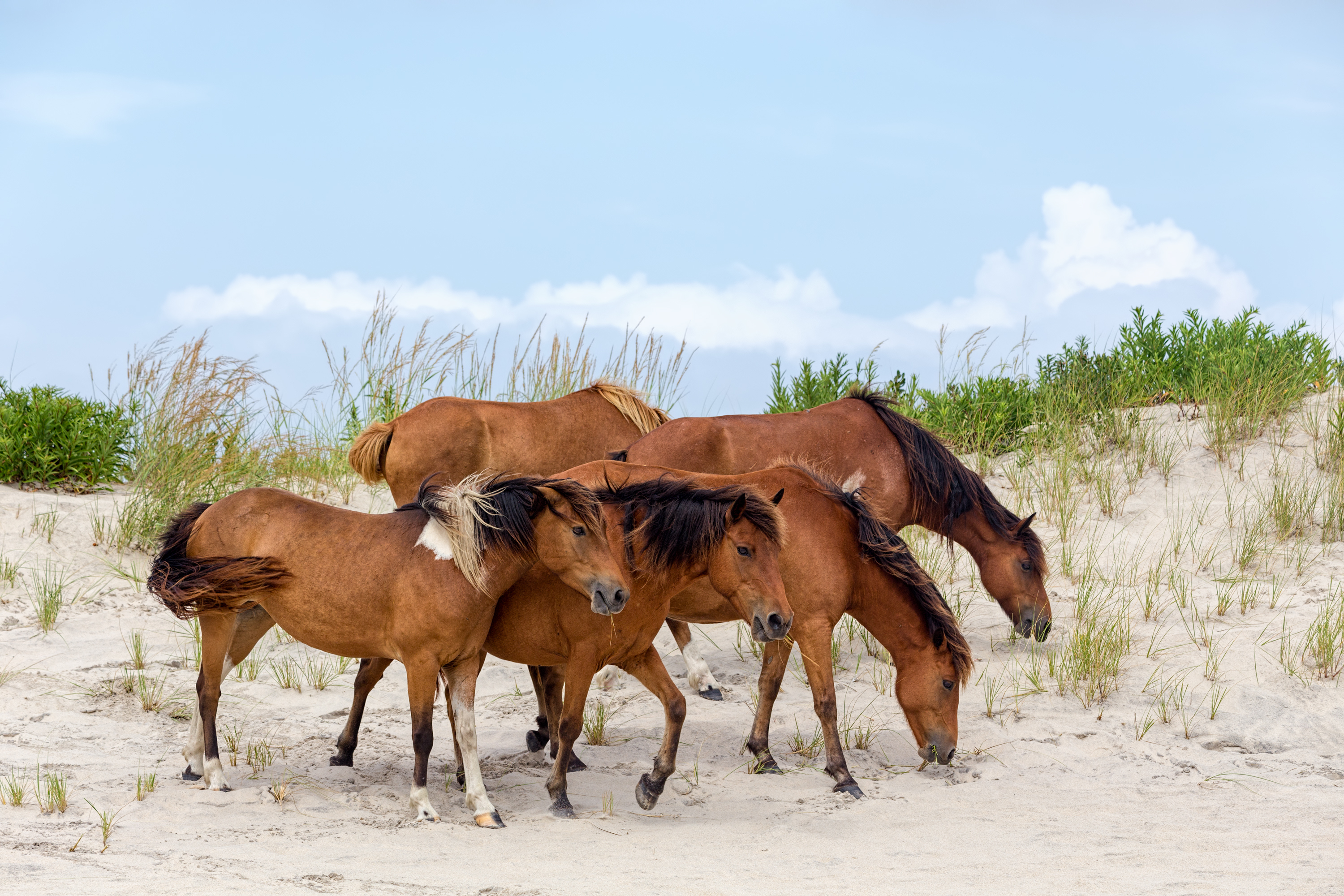 Beaches With Wild Horses In Maryland