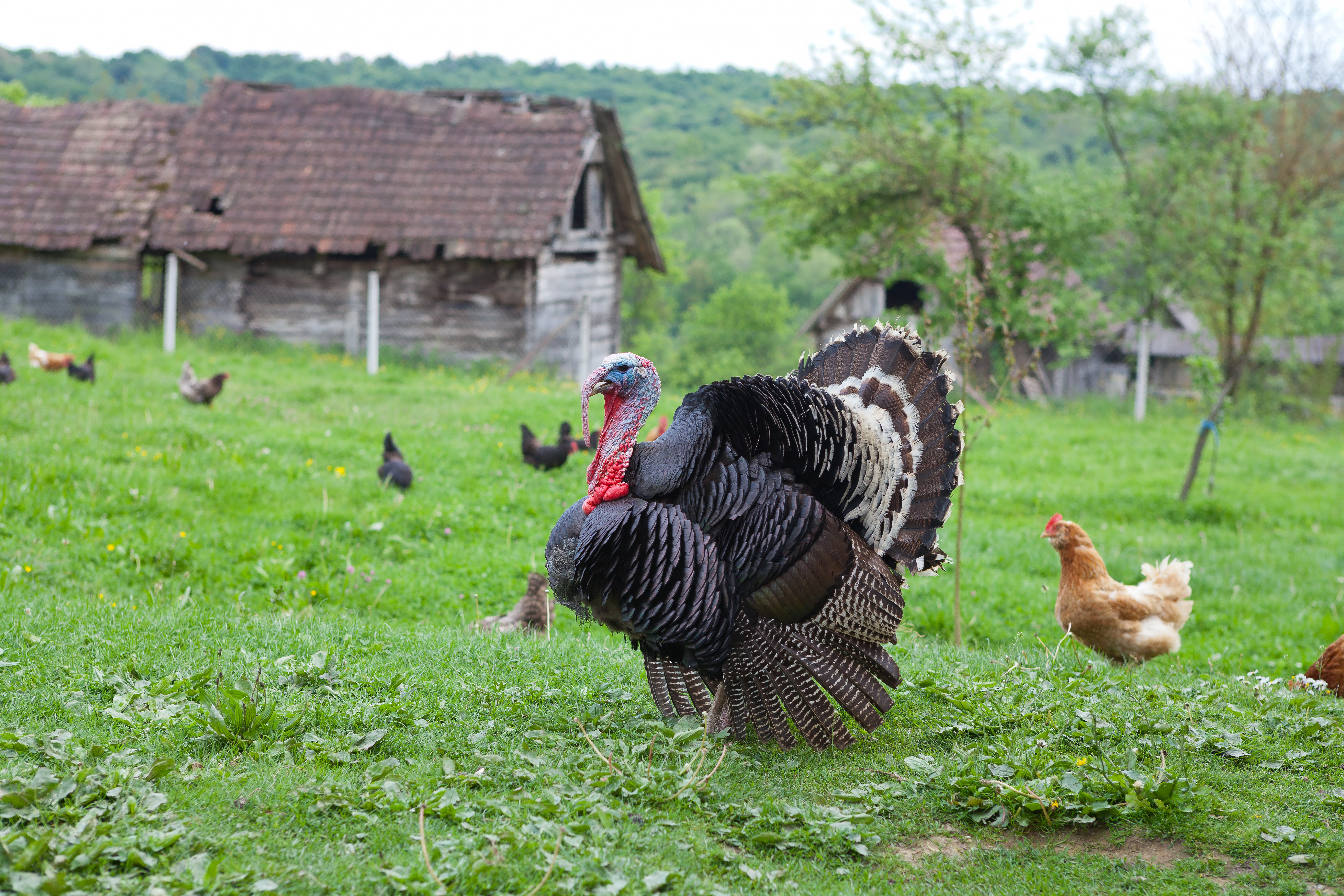 How To Tell A Young Male Turkey From A Female Turkey Animals Mom Com